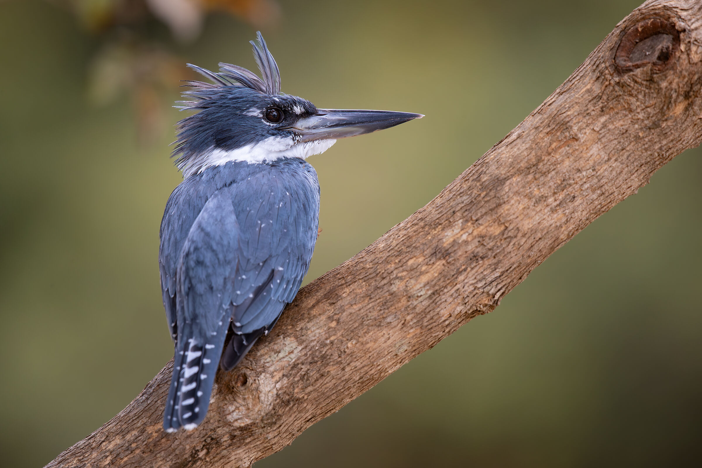 Belted Kingfisher...