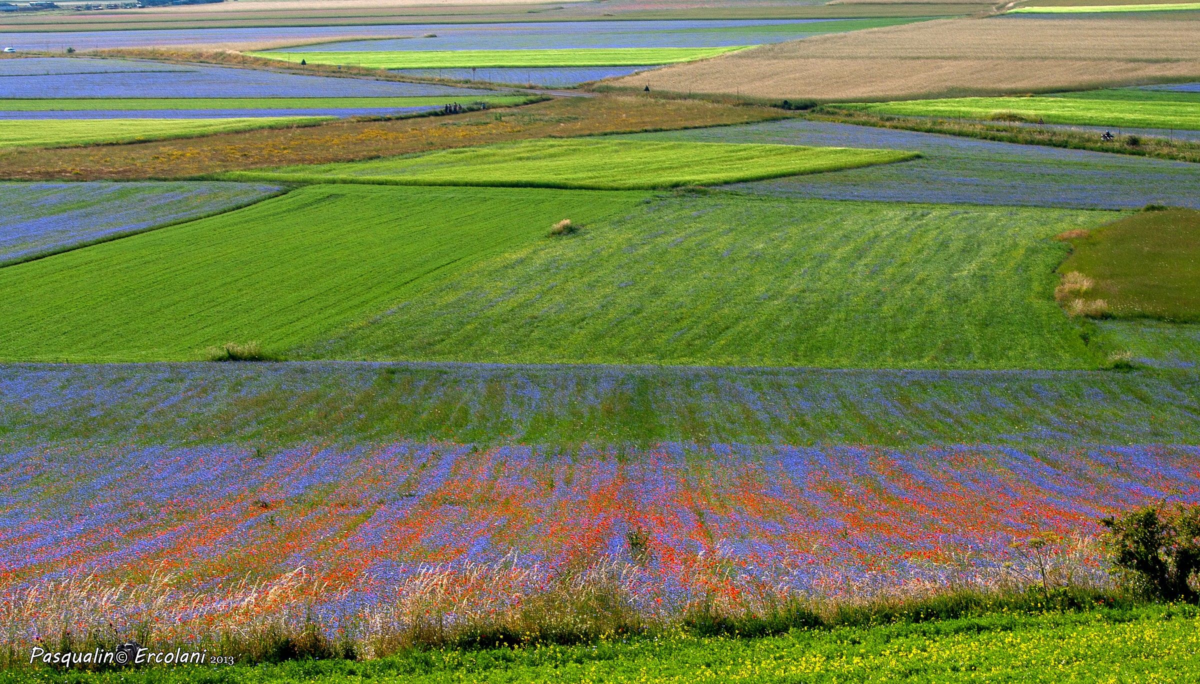castelluccio Fioritura 2013