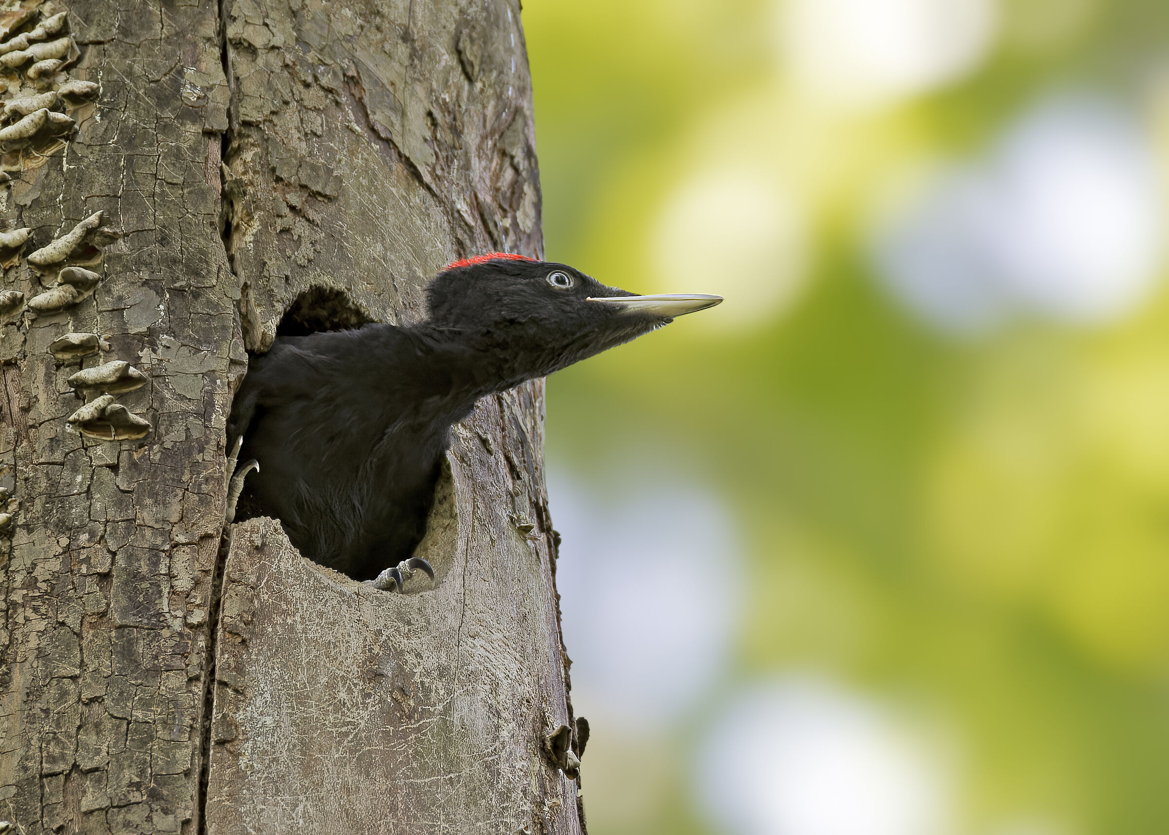 Black Woodpecker