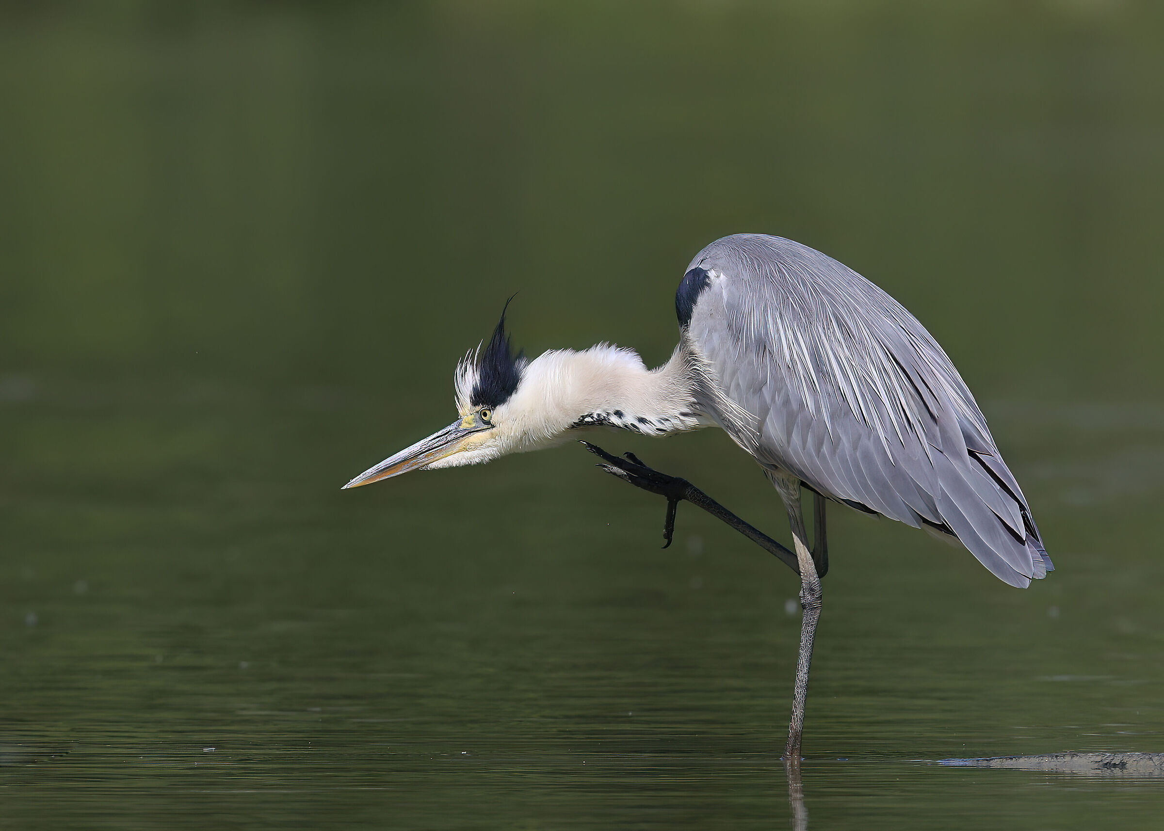 Grey Heron
