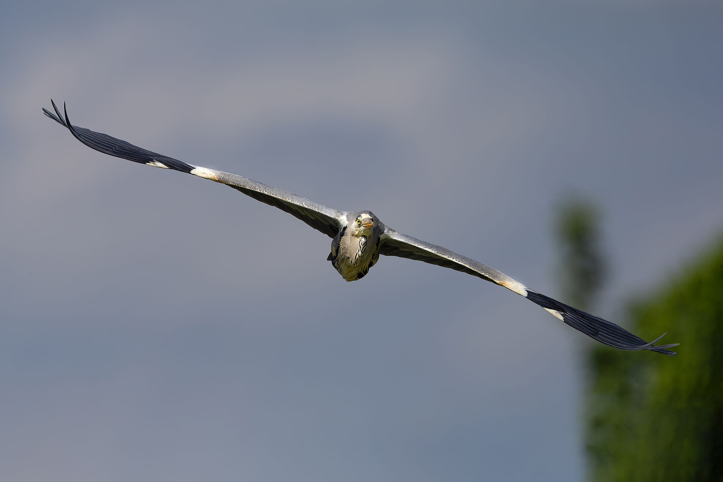 Grey Heron