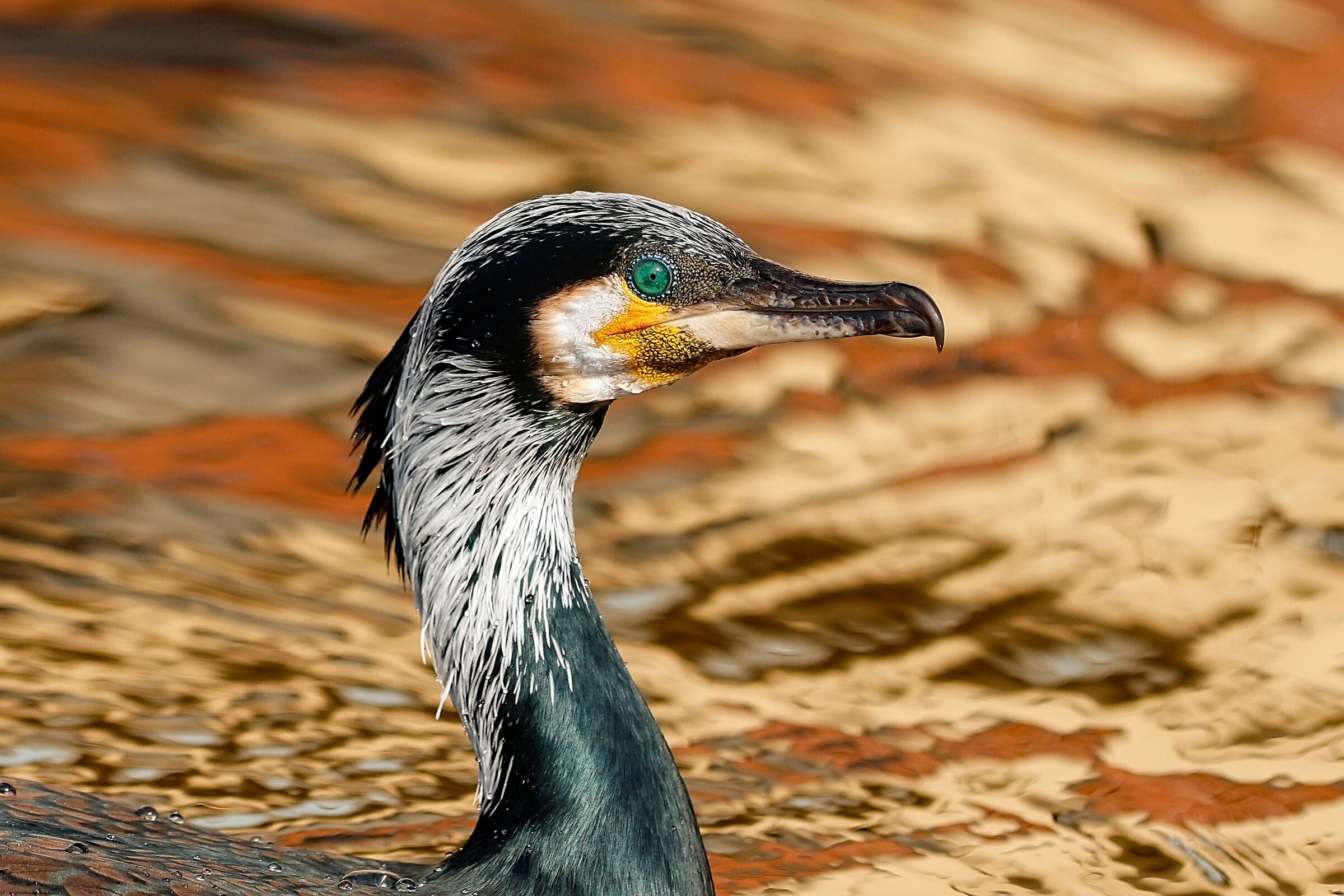 Cormorant in wedding dress on psychedelic background
