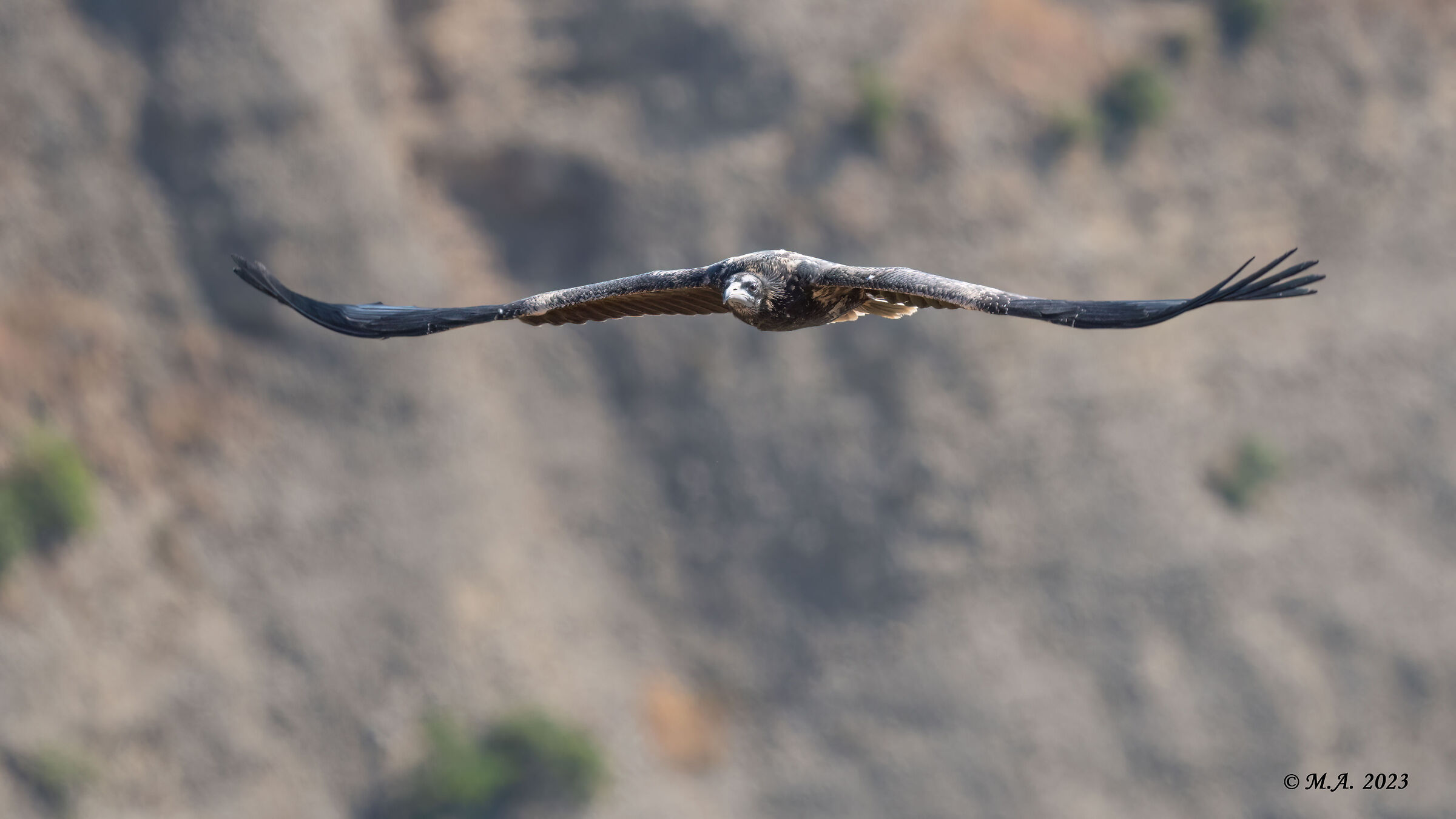 Young Egyptian vulture
