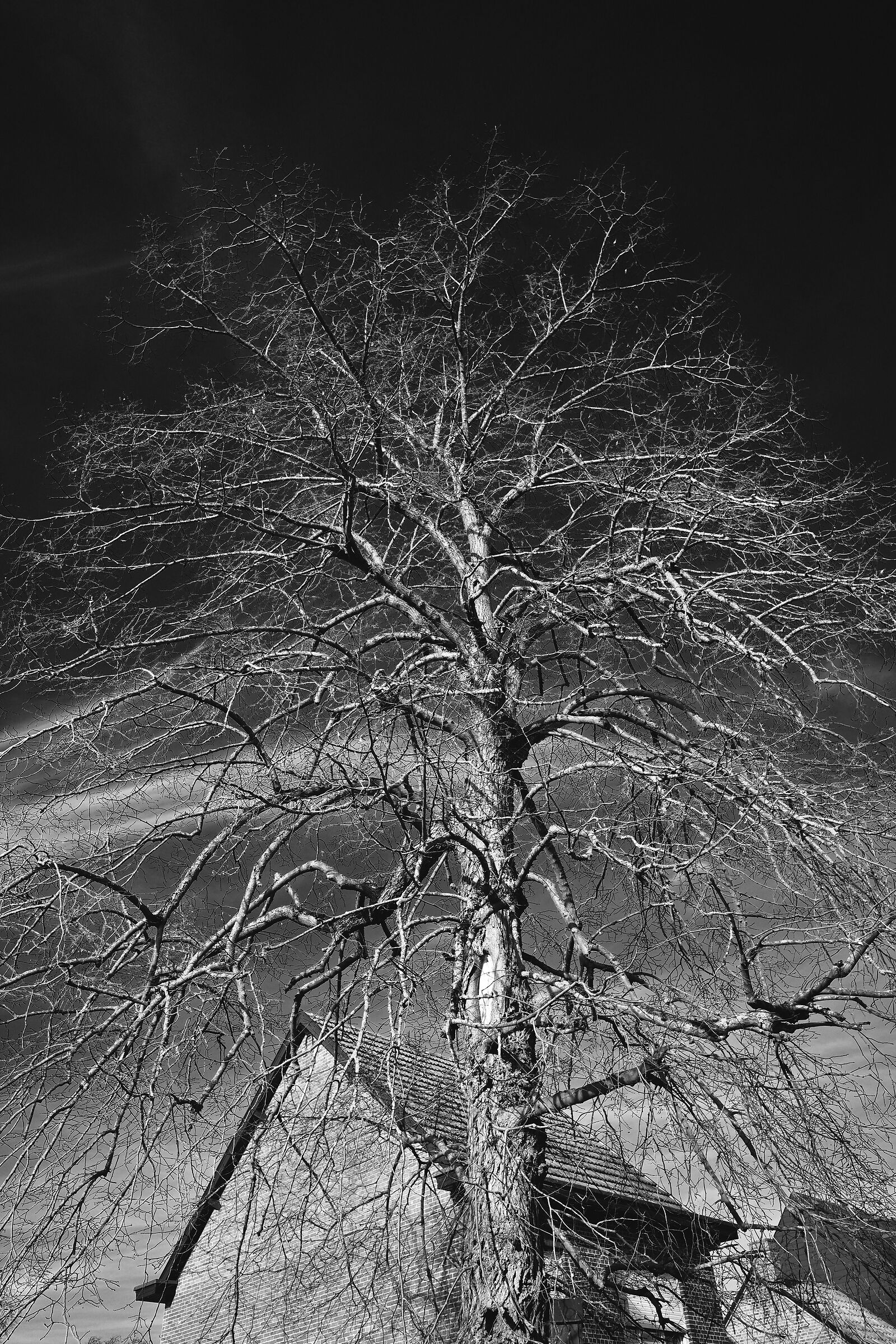 Albero suburbano