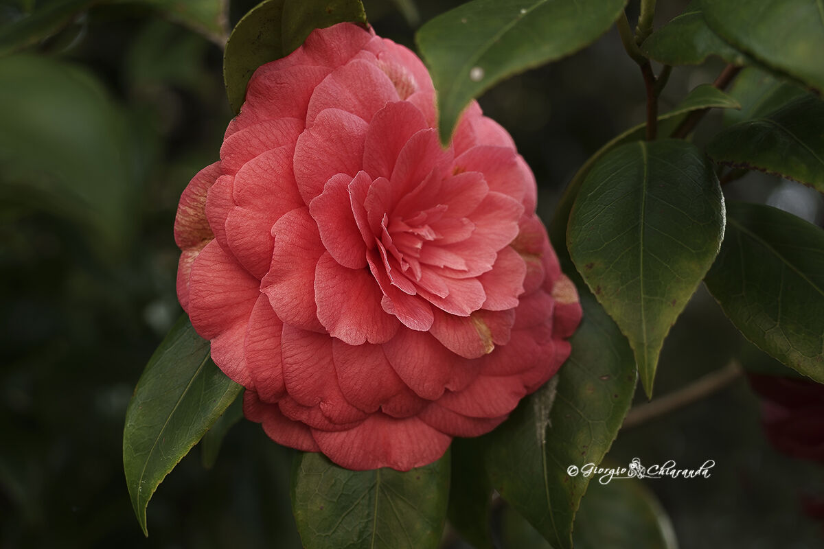 Camelia (Camellia japonica)