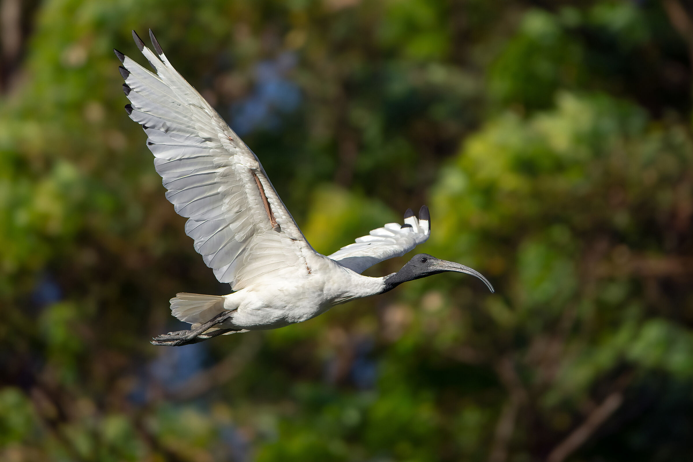 ibis australiano (Threskiornis molucca)