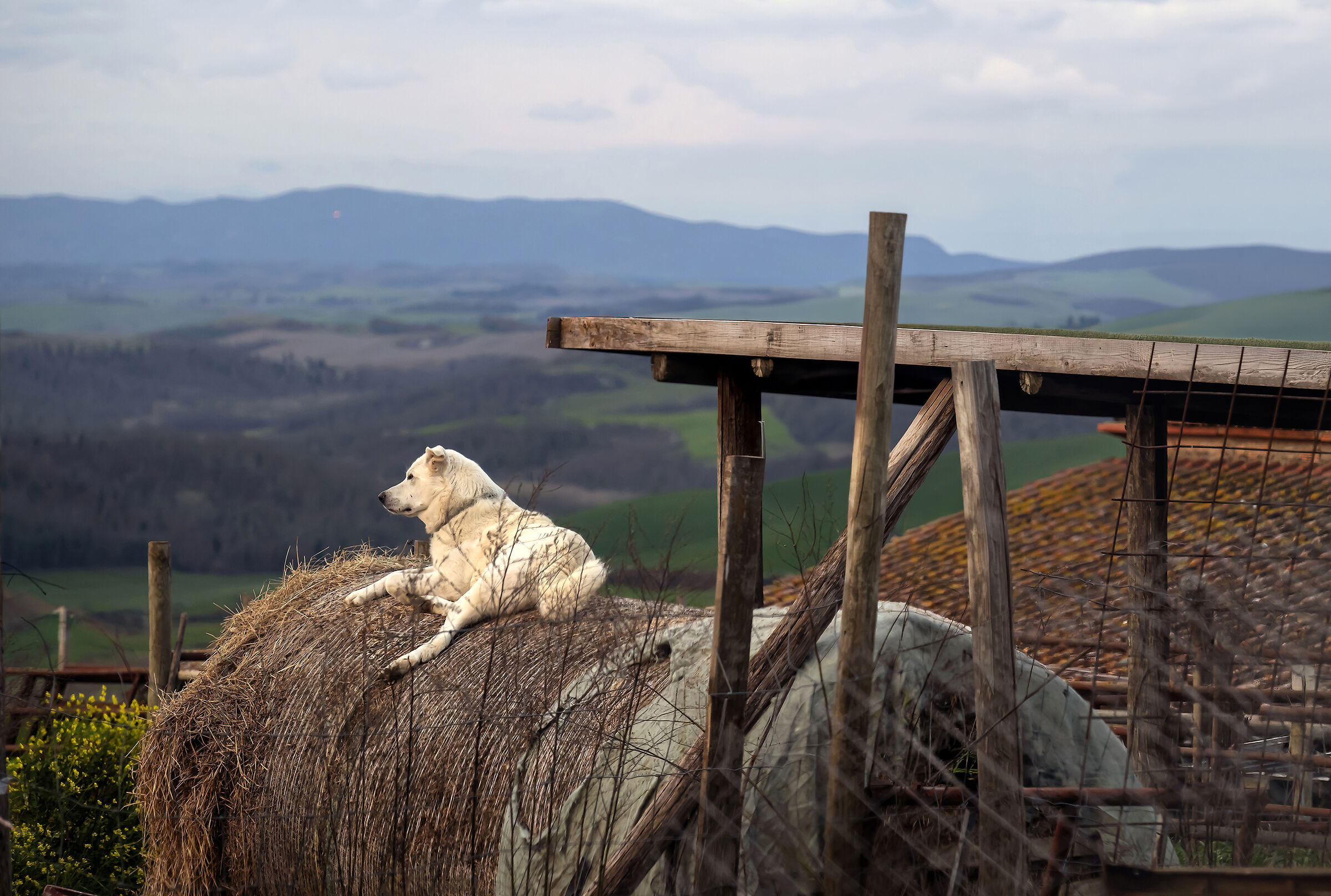 Osservatore indifferente