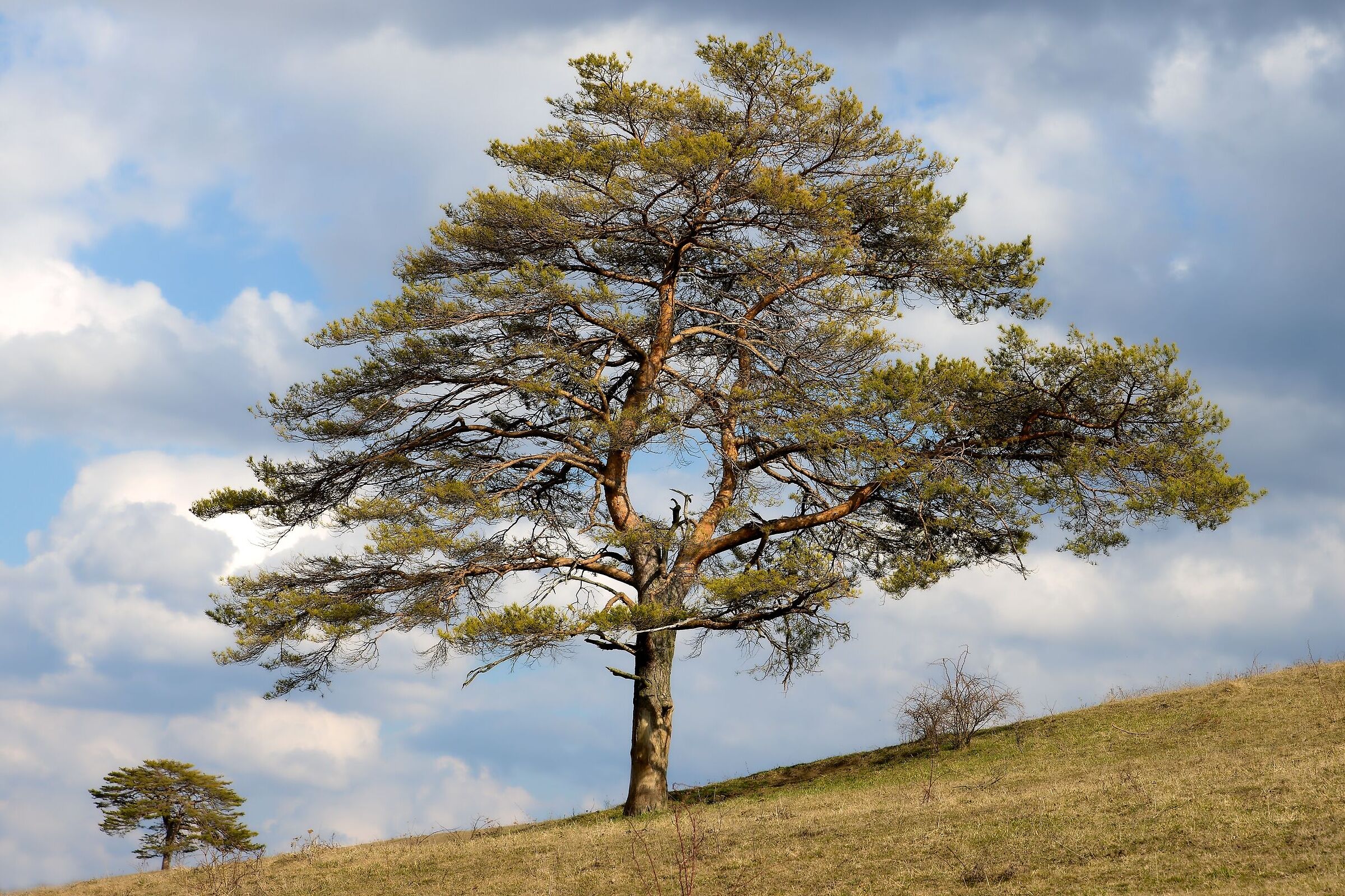 Small and big tree