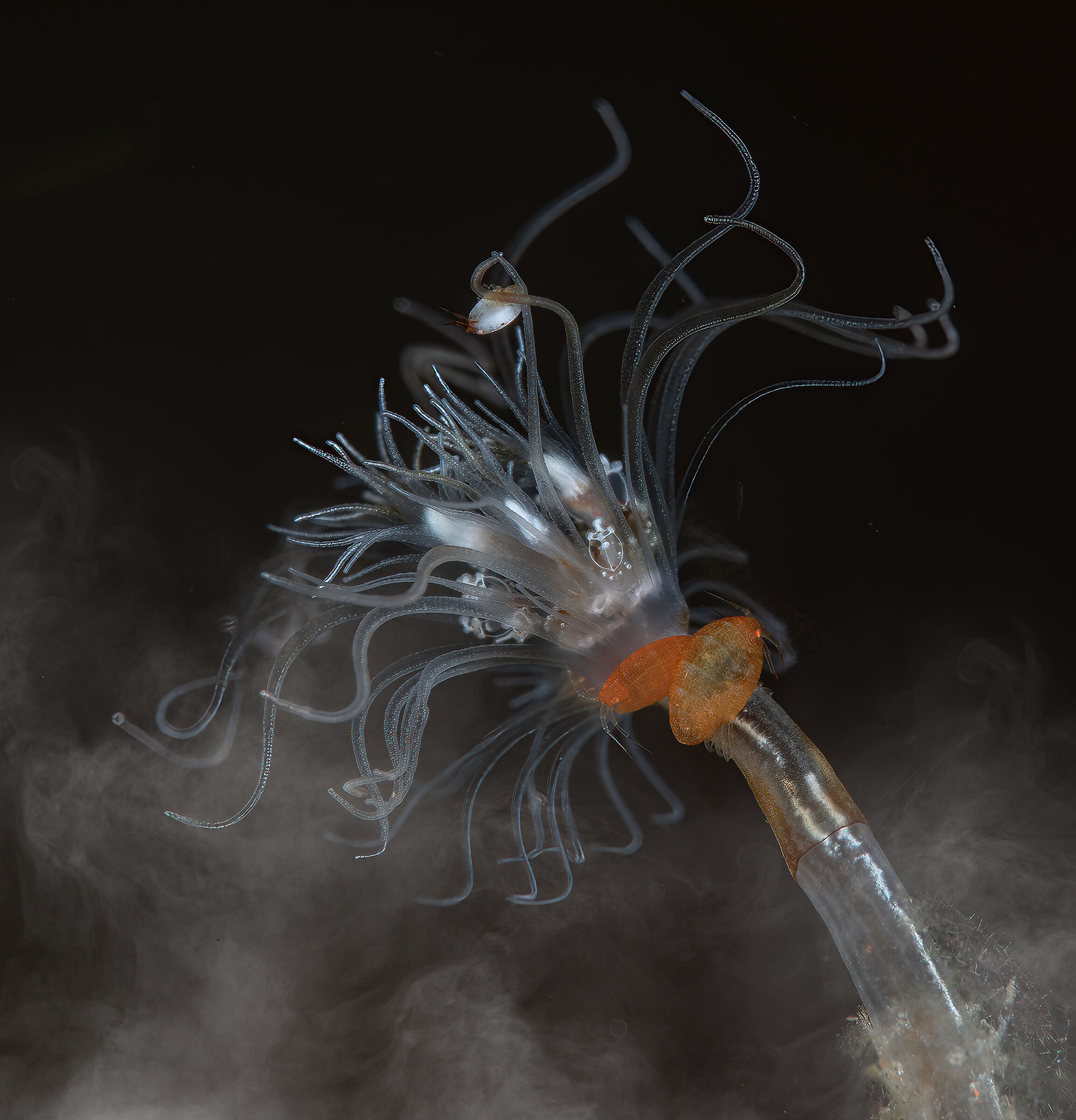 amphipodes