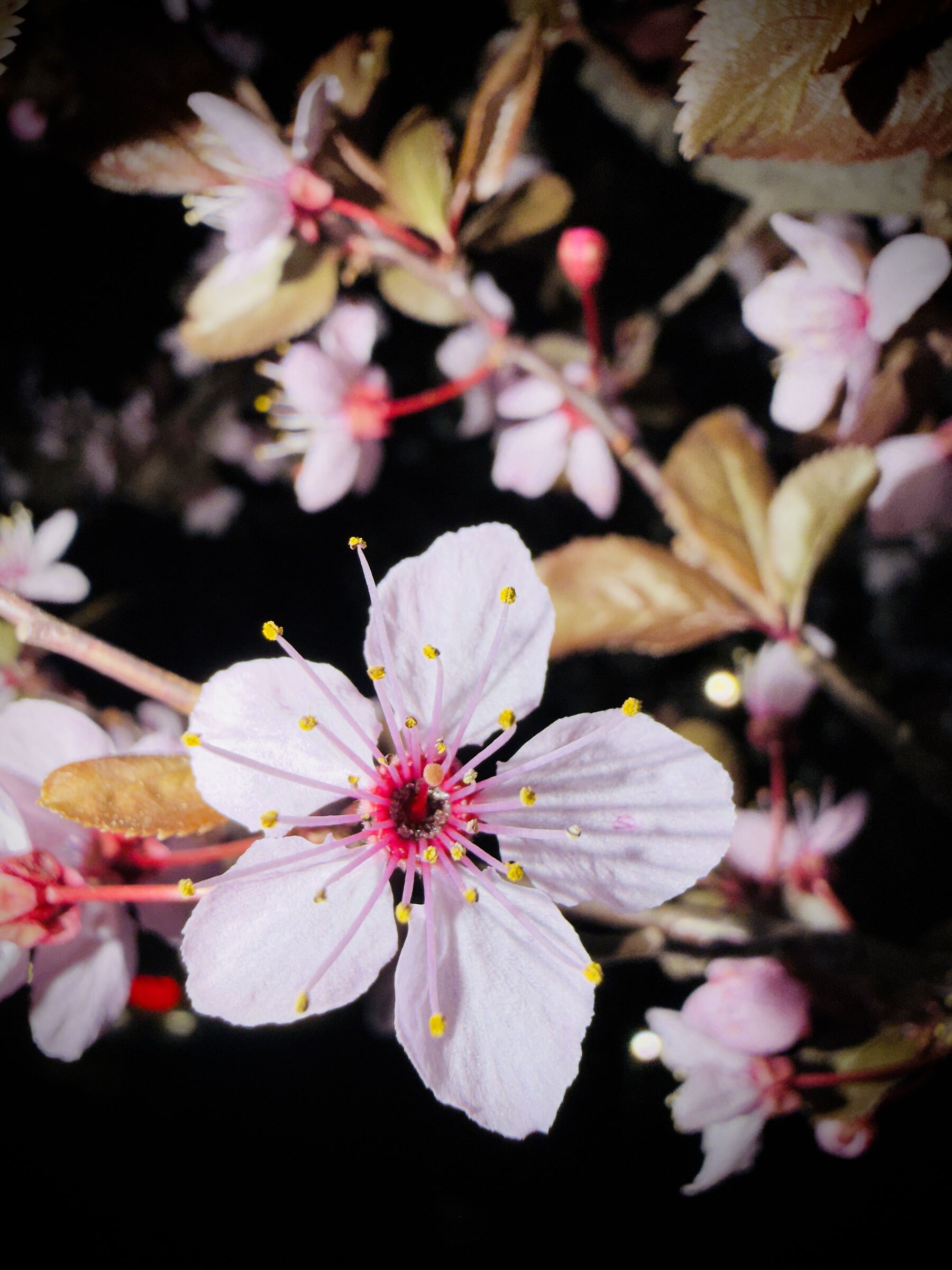 I primi fiori, notturno