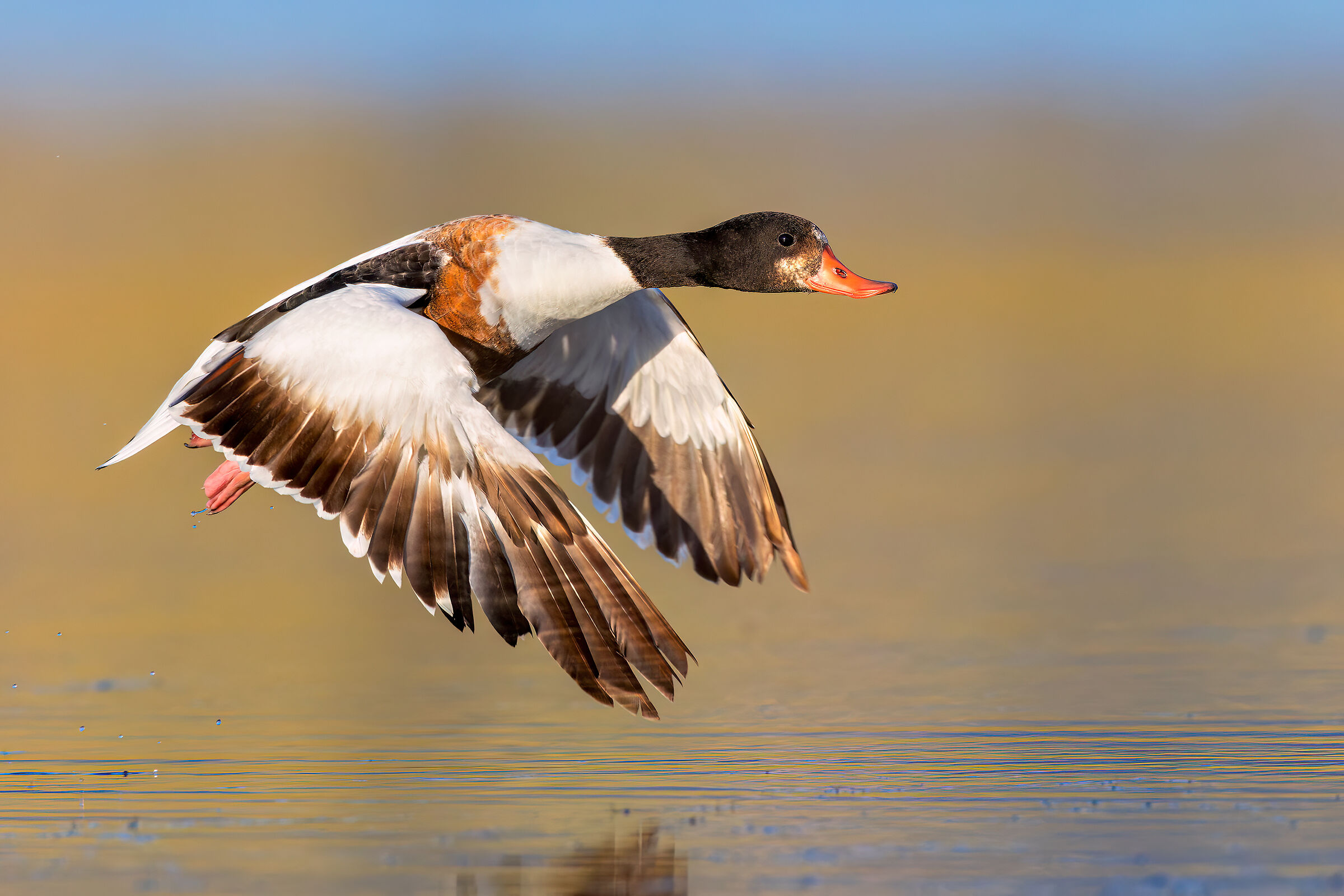 Shelduck