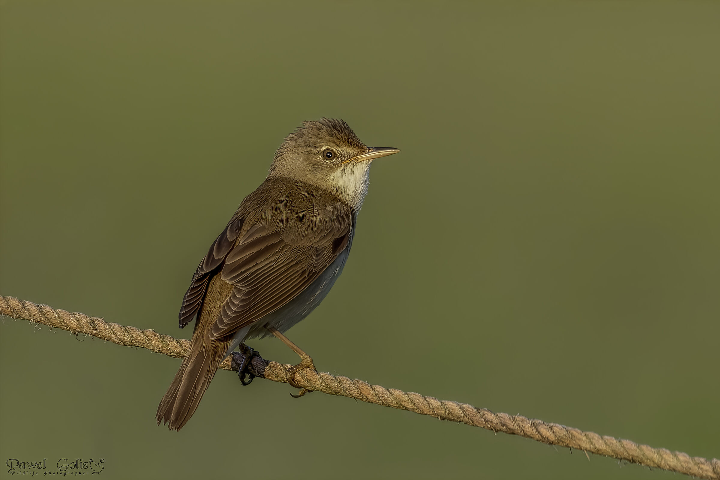 Great reed warbler (Acrocephalus arundinaceus)