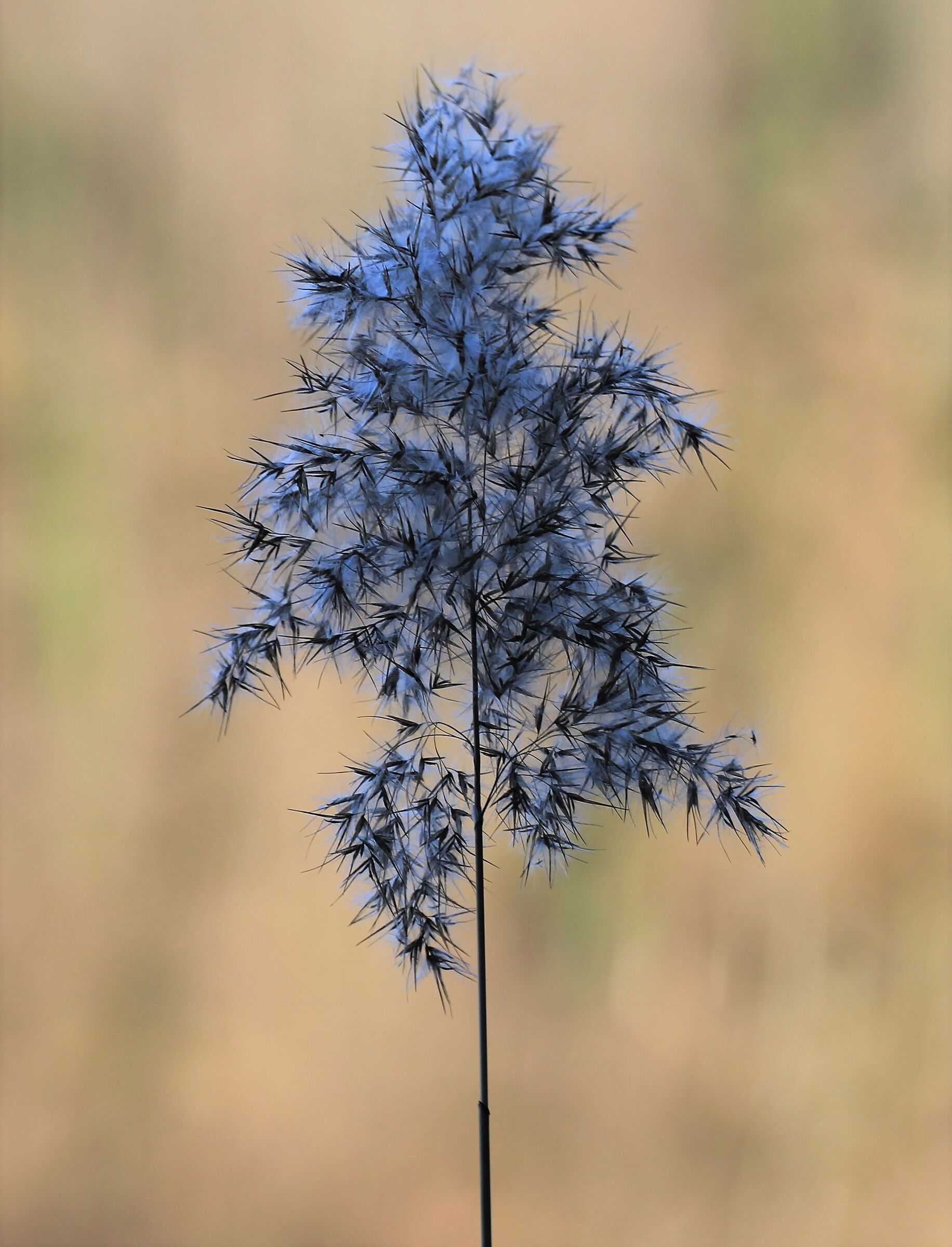 The last frost