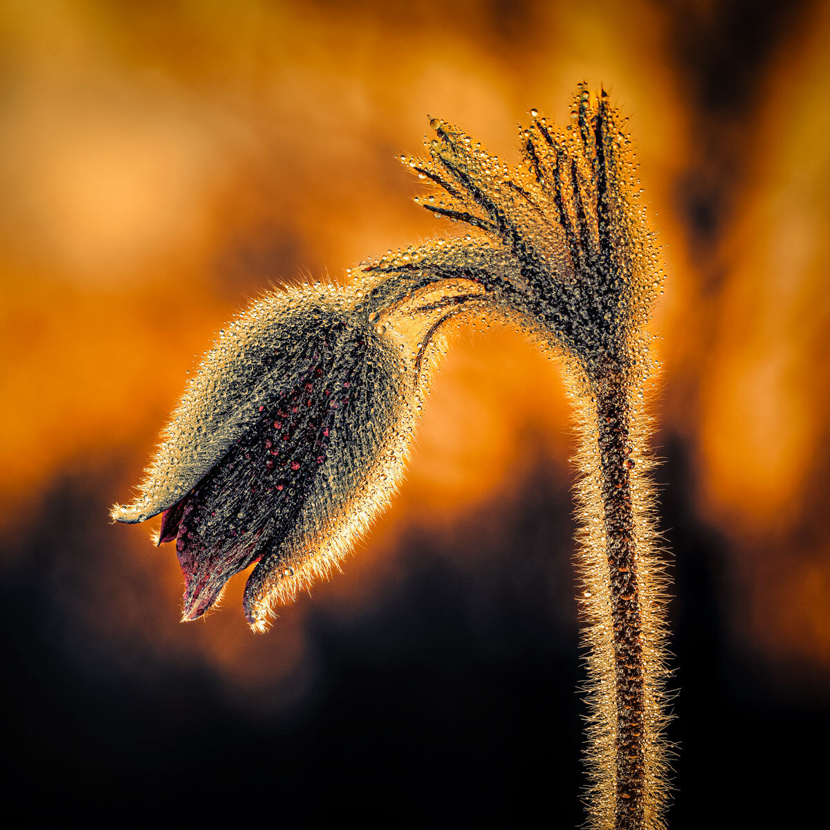 Pulsatilla Montana