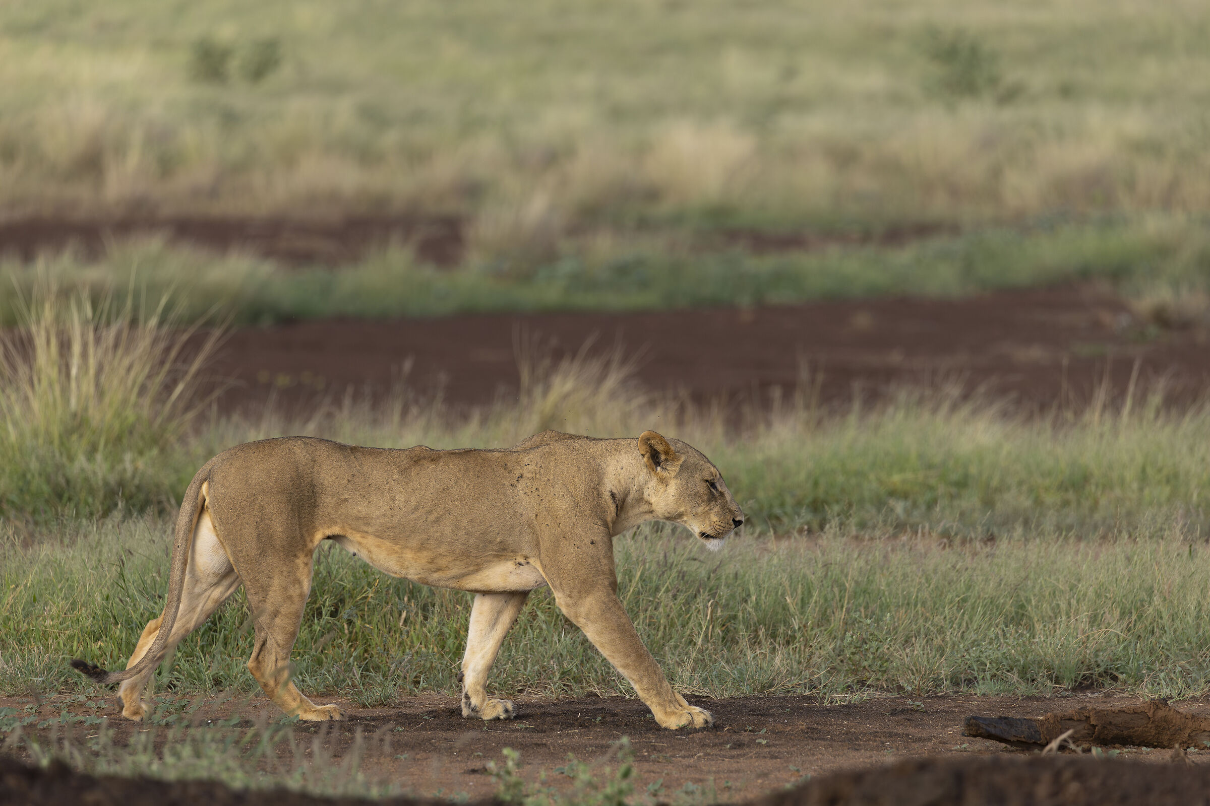 Nala - Total elegance