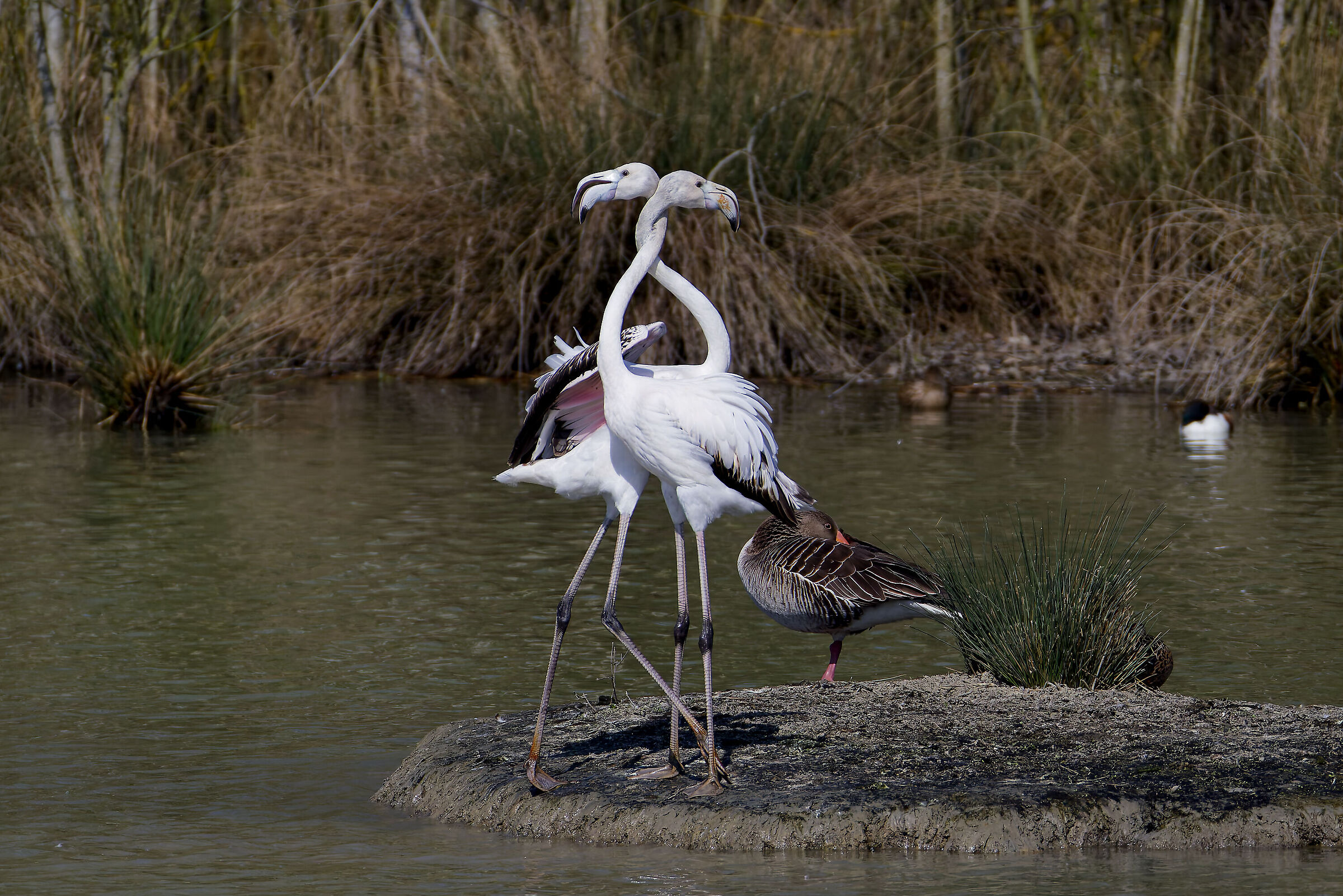 Giovani fenicotteri in love