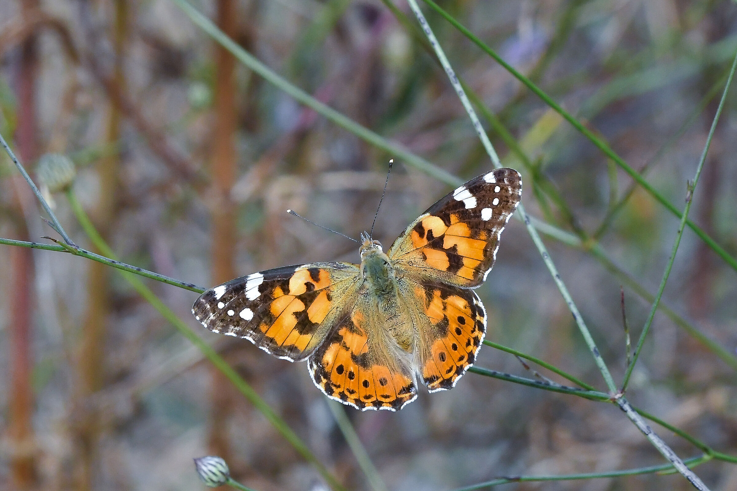 Vanessa del cardo (Vanessa cardui)