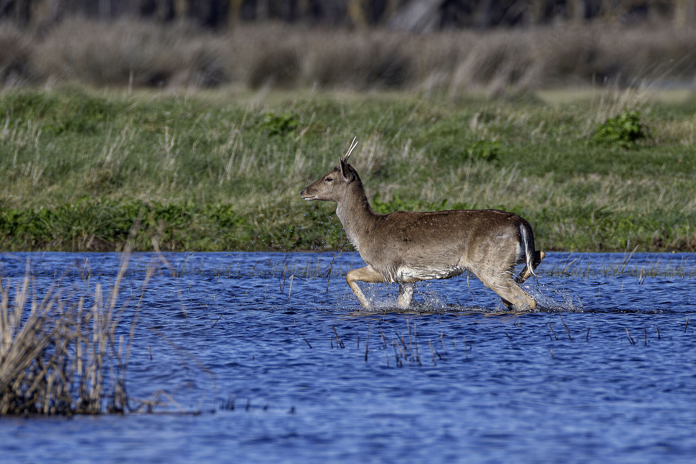 Fallow deer ford