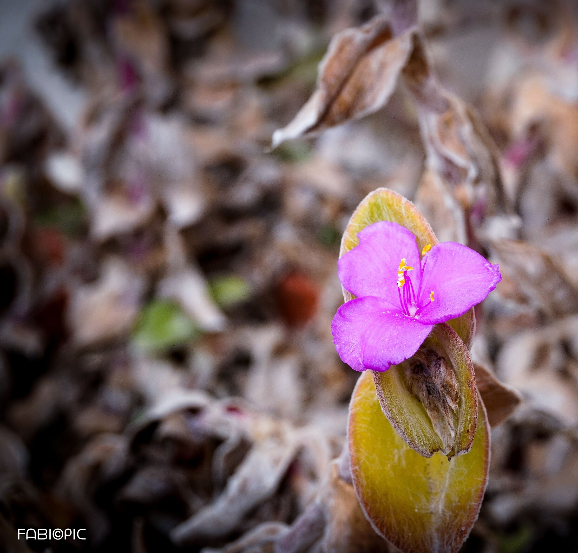 Tradescantia sillamontana, Miseria Lanosa