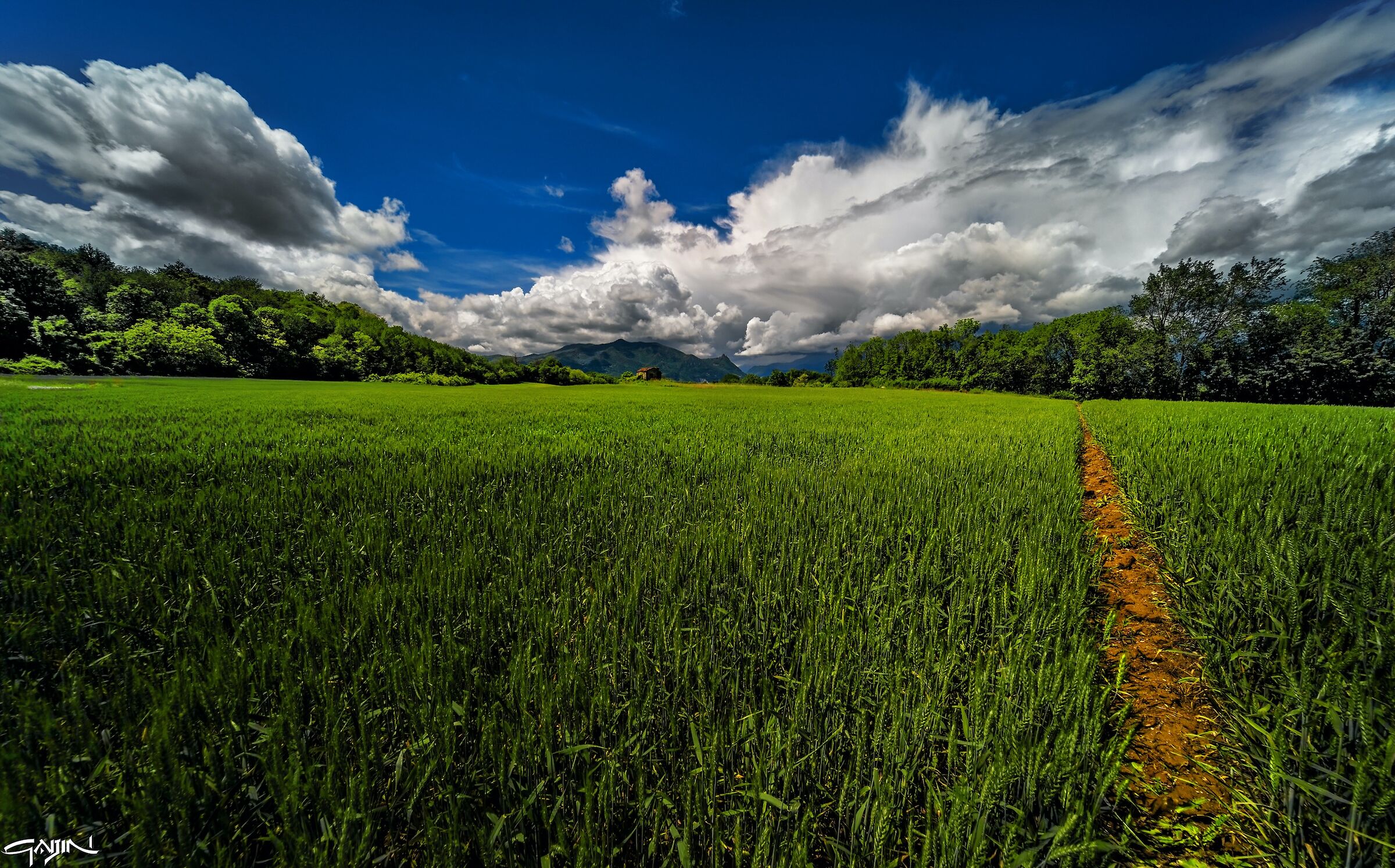 Torna il verde
