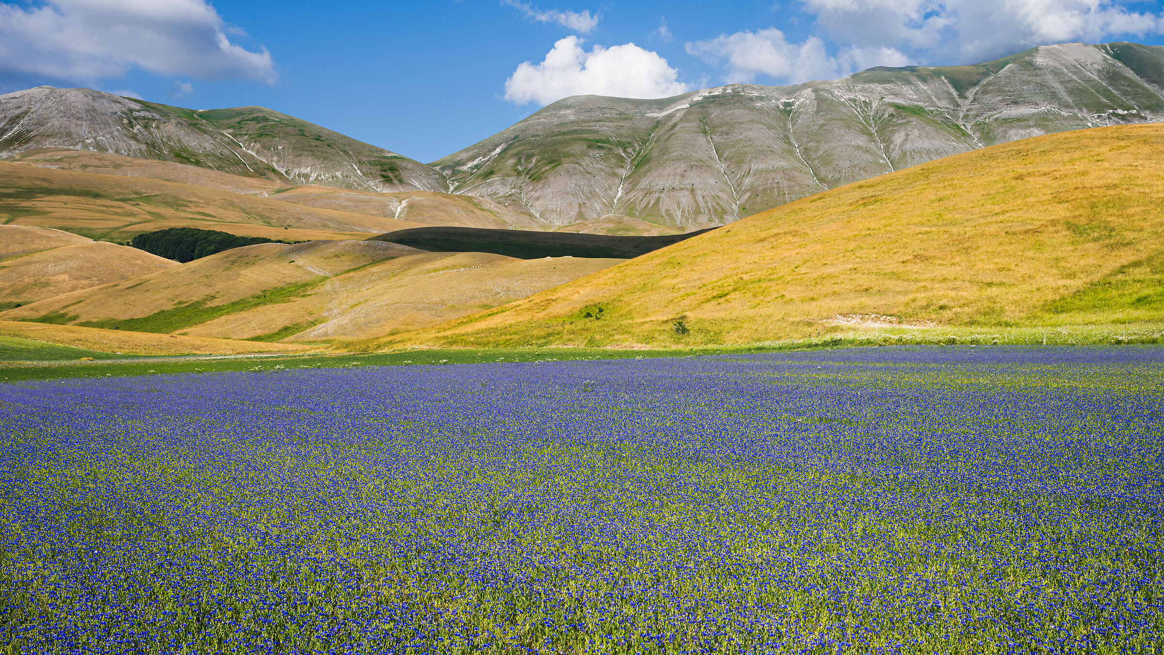 CORNFLOWERS