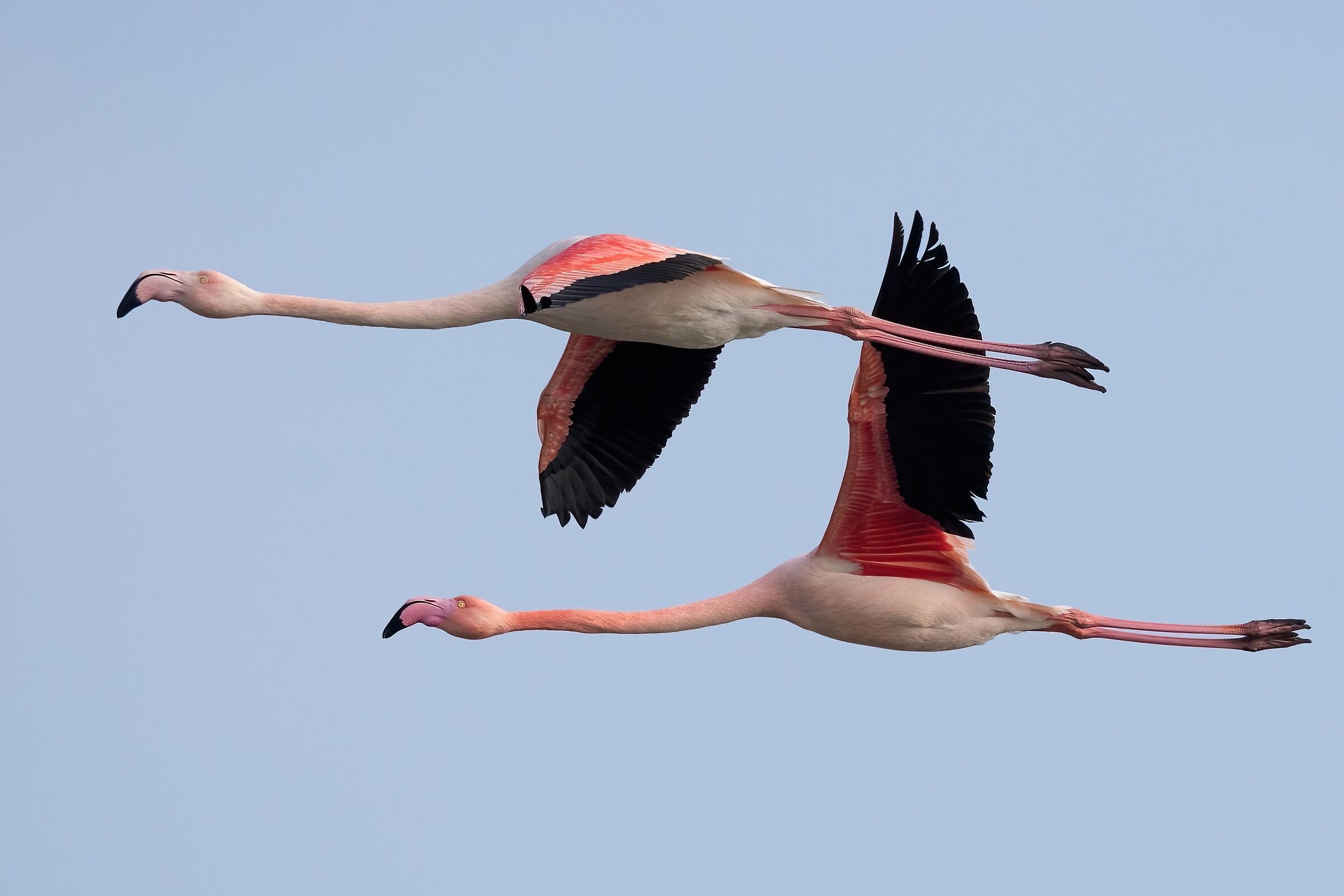 Fenicotteri rosa (Phoenicopterus roseus)