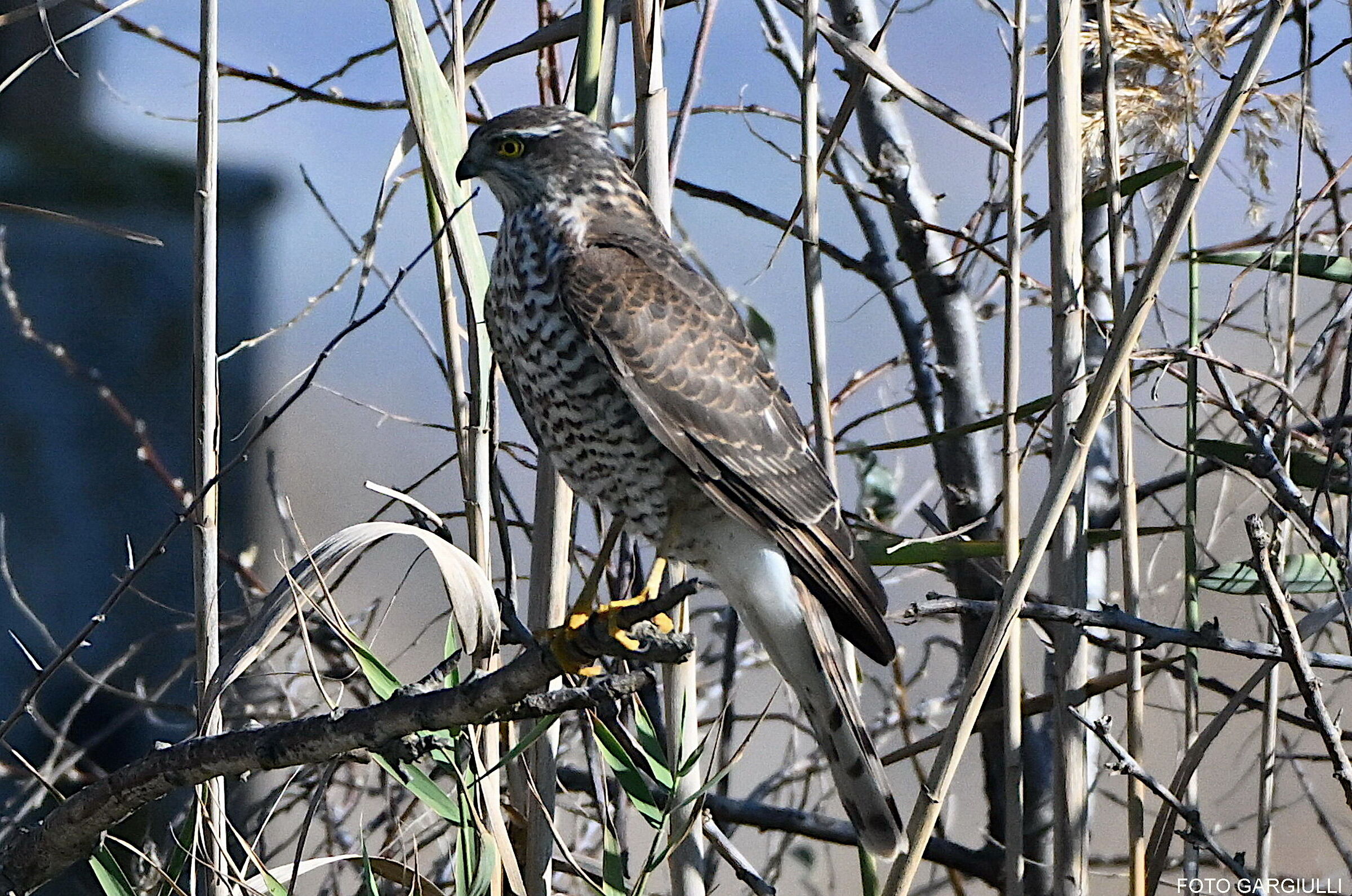 Sparviere femmina
