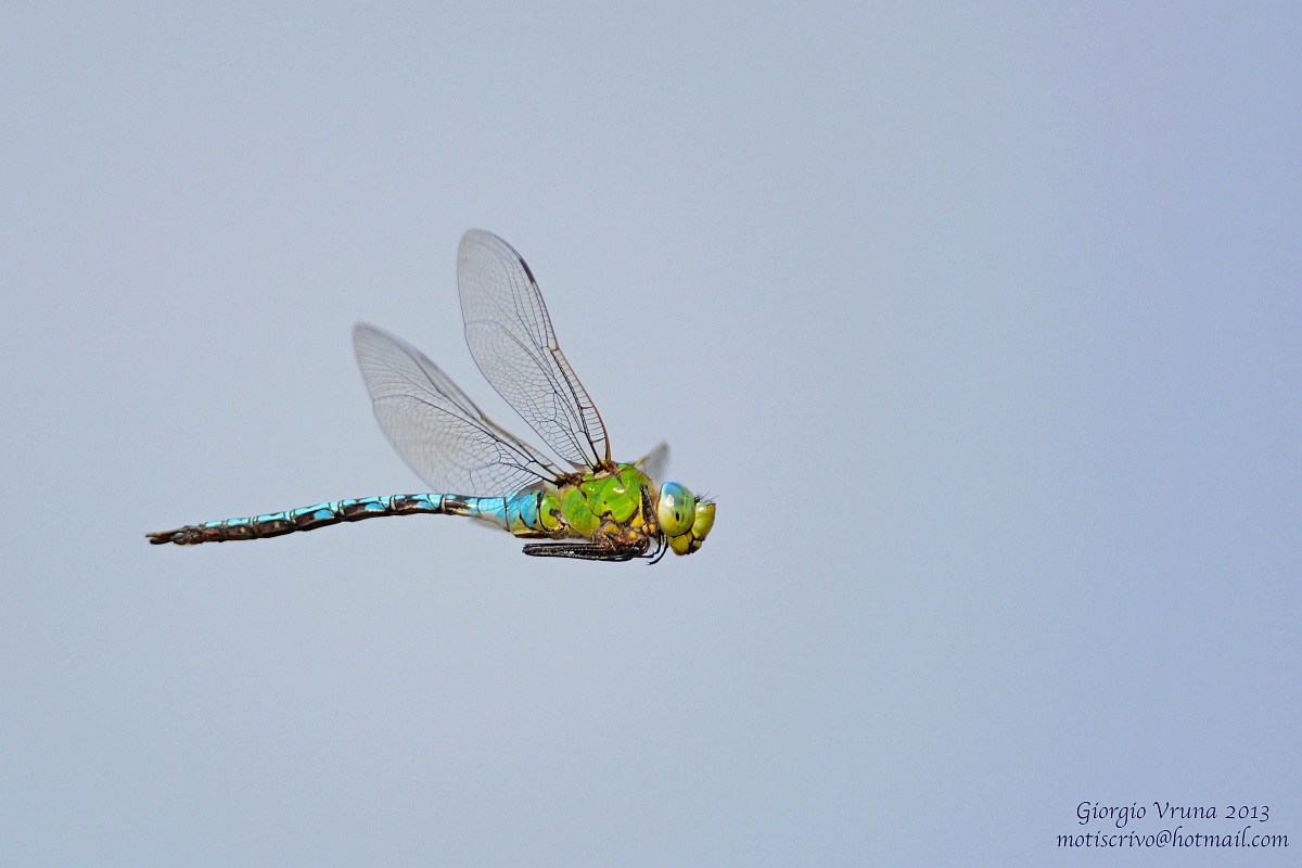 Dragonfly in flight
