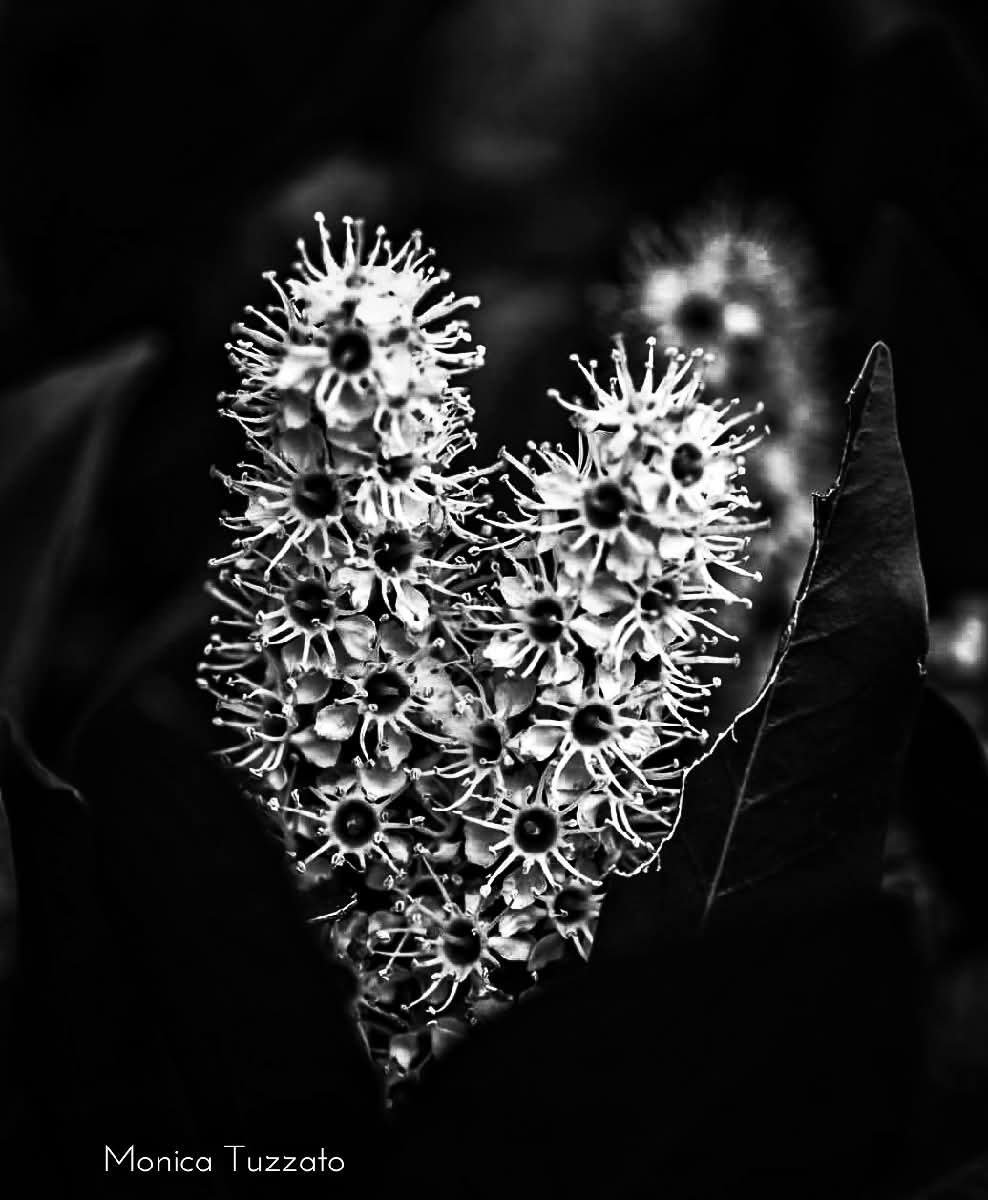 Il cuore