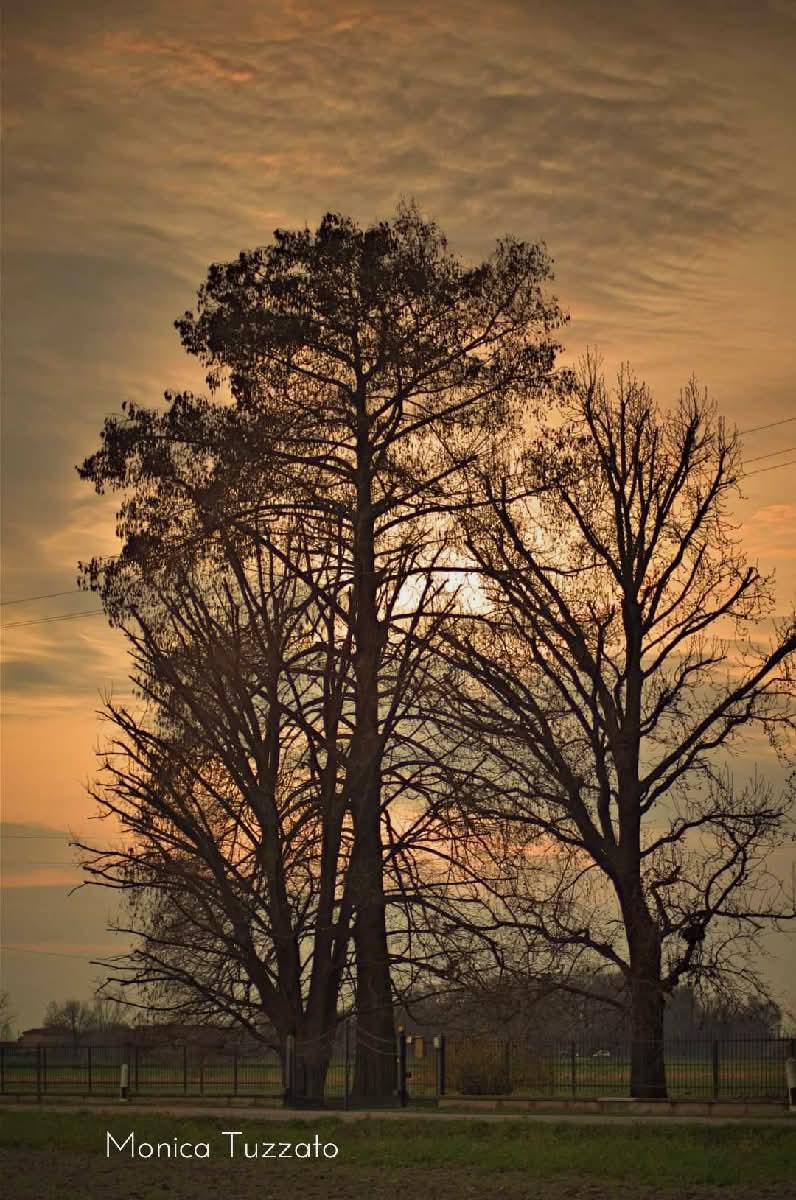 Trees