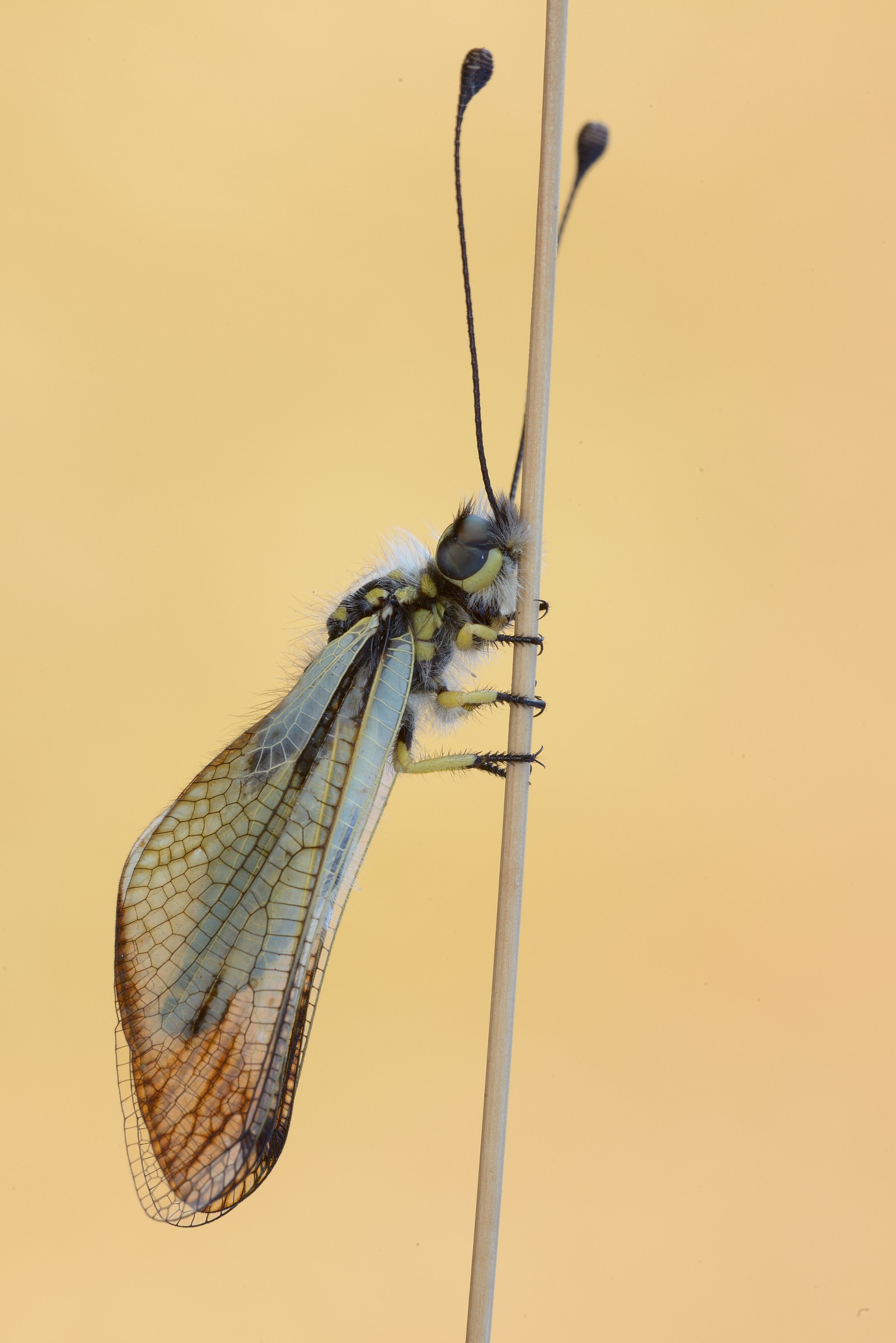 libelloides coccarides