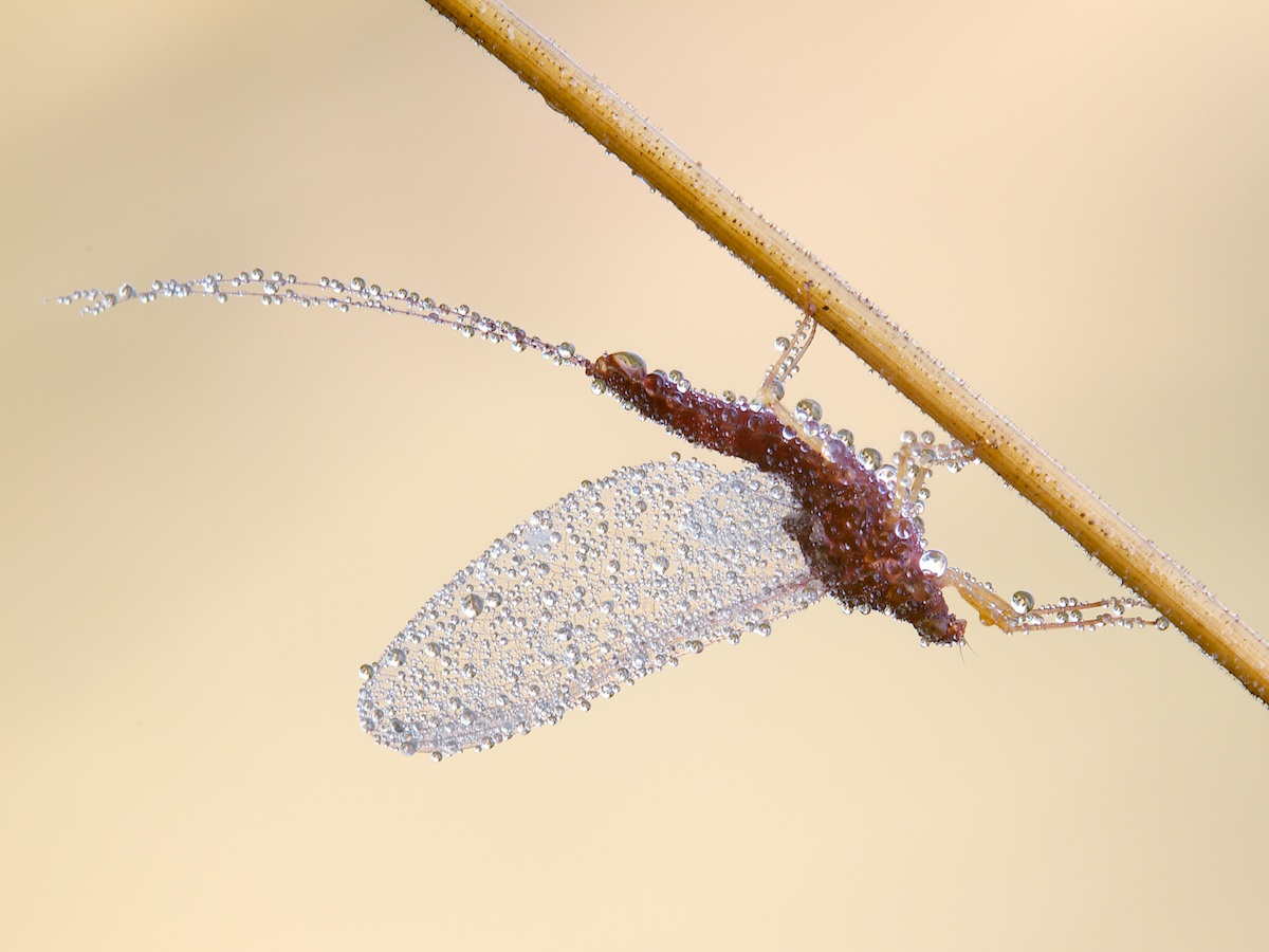 effimera ingioiellata