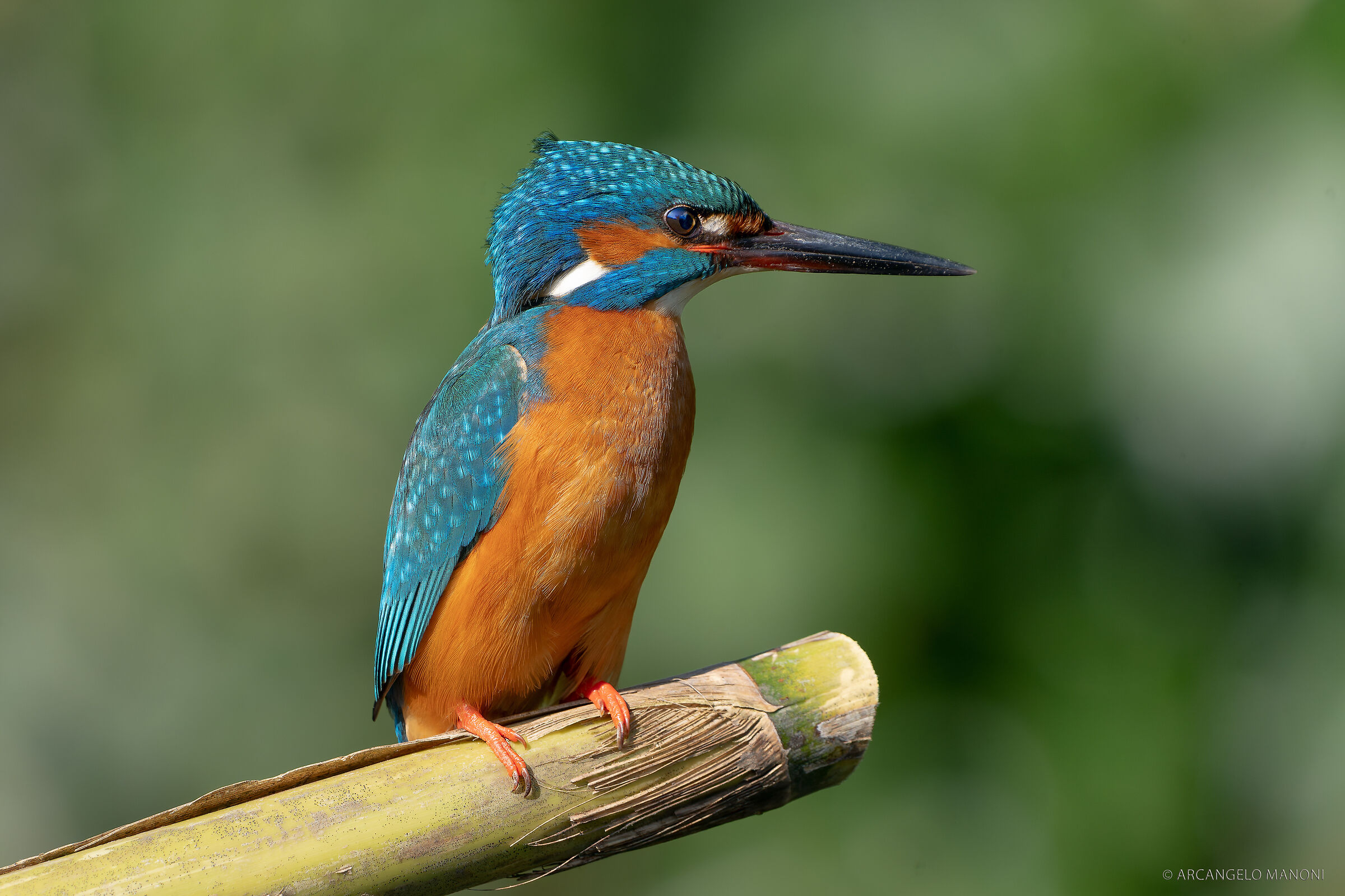 Kingfisher