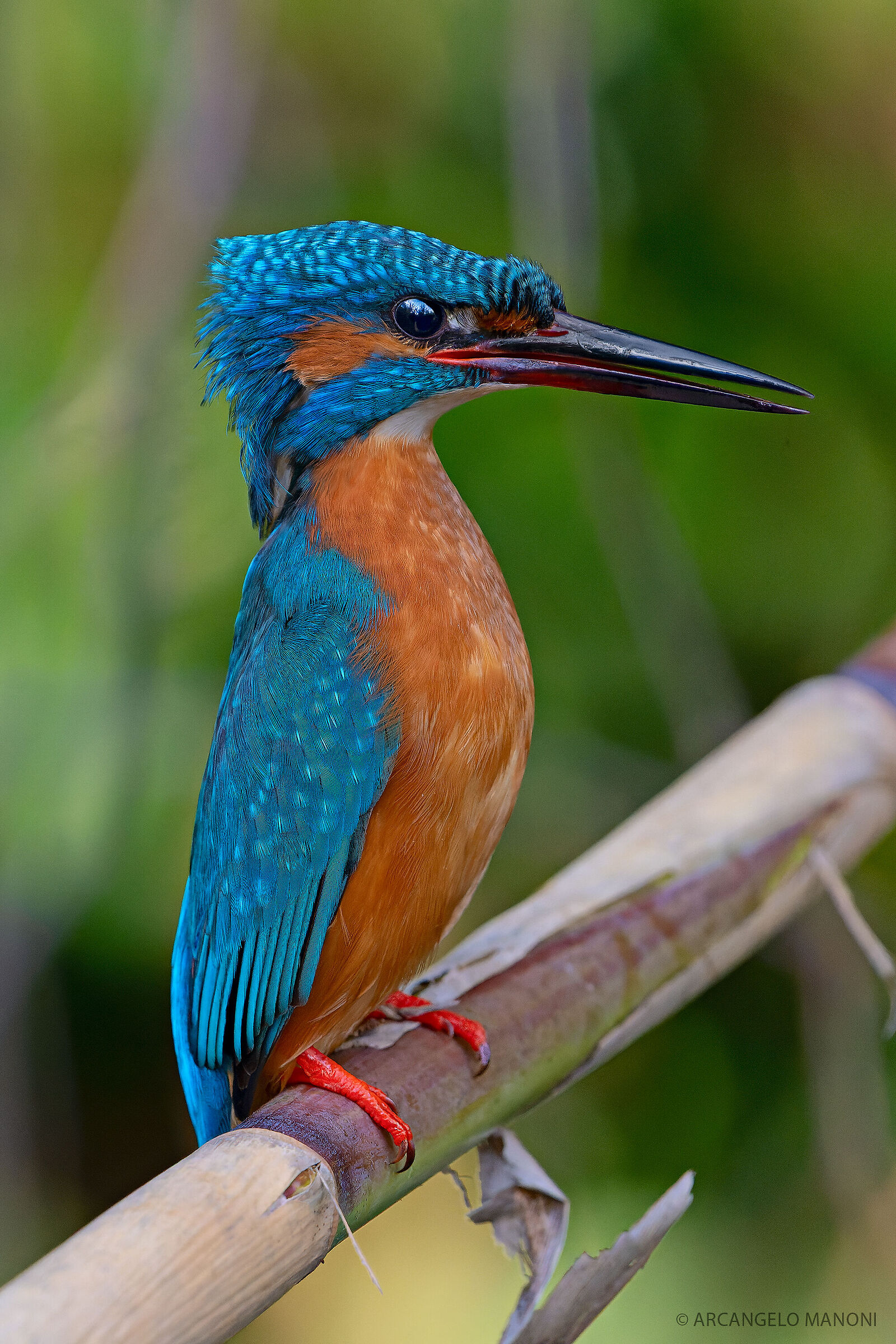 The River Boss