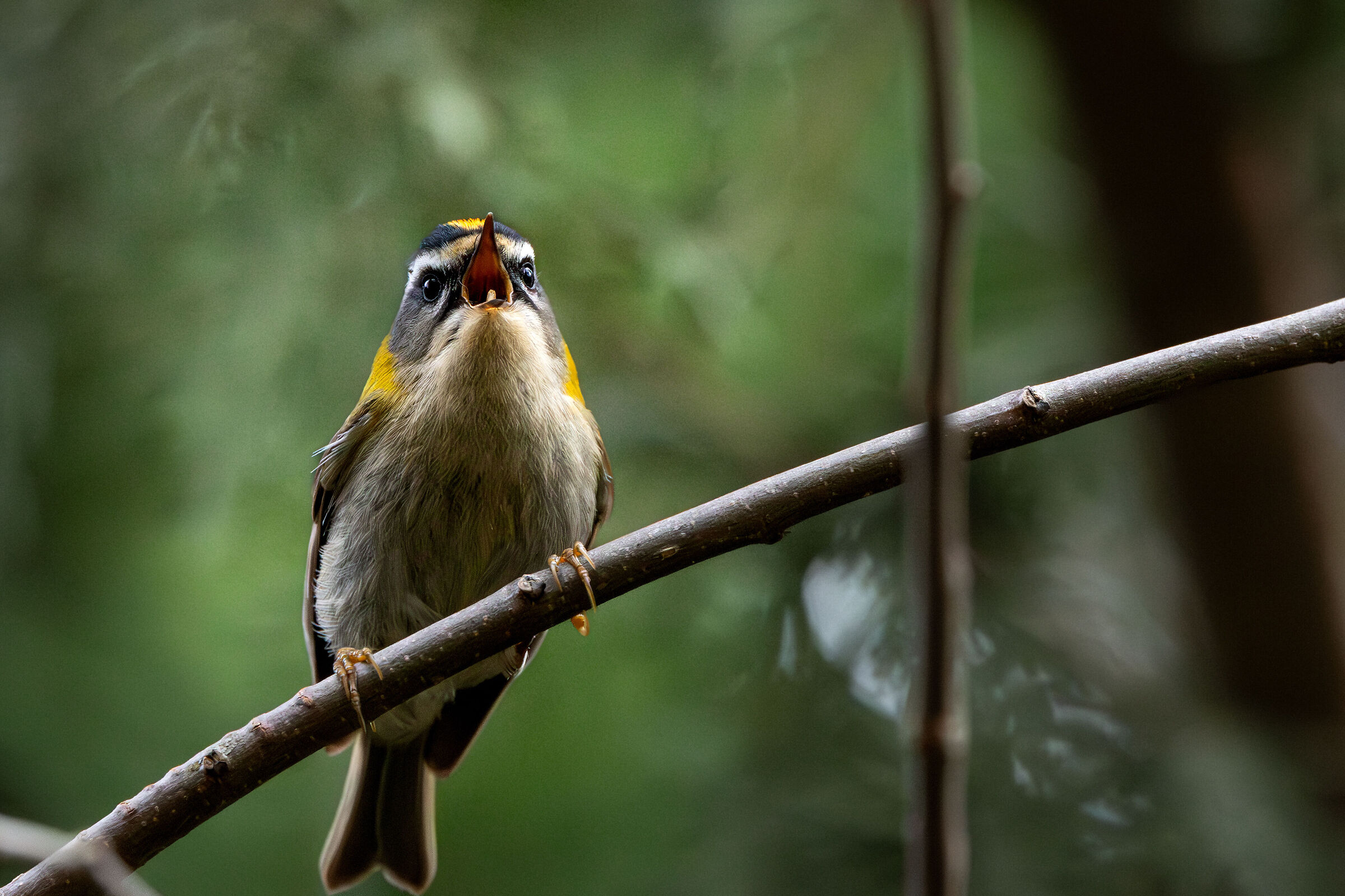 A squarciagola