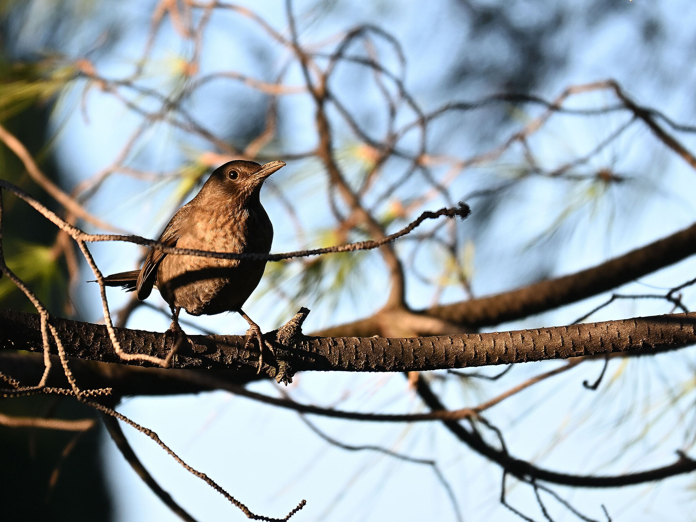 Blackbird