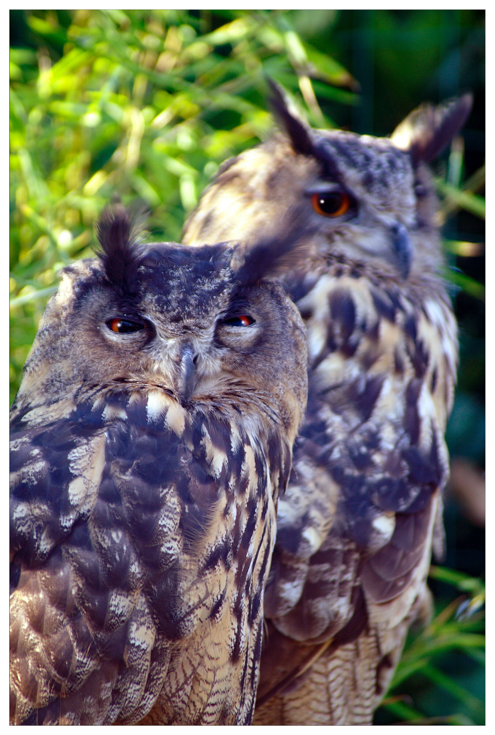 Eagle Owls