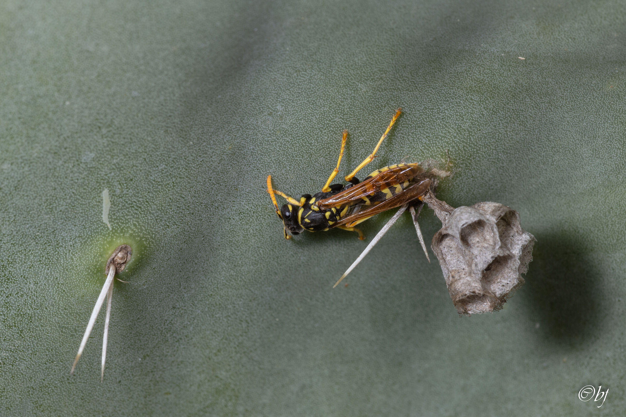 Vespa con nido su foglia di fico d'india