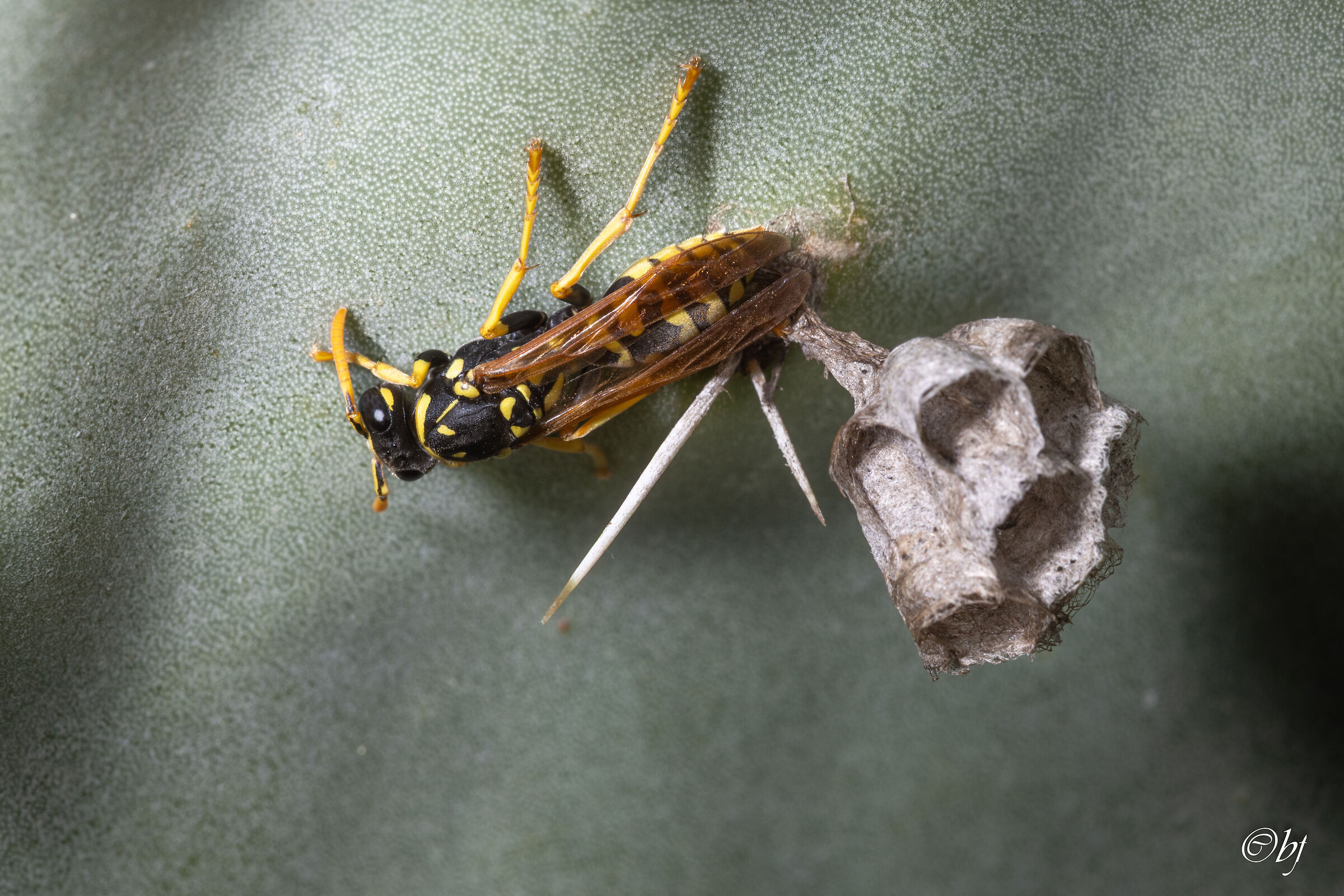 Vespa con nido su foglia di fico d'india