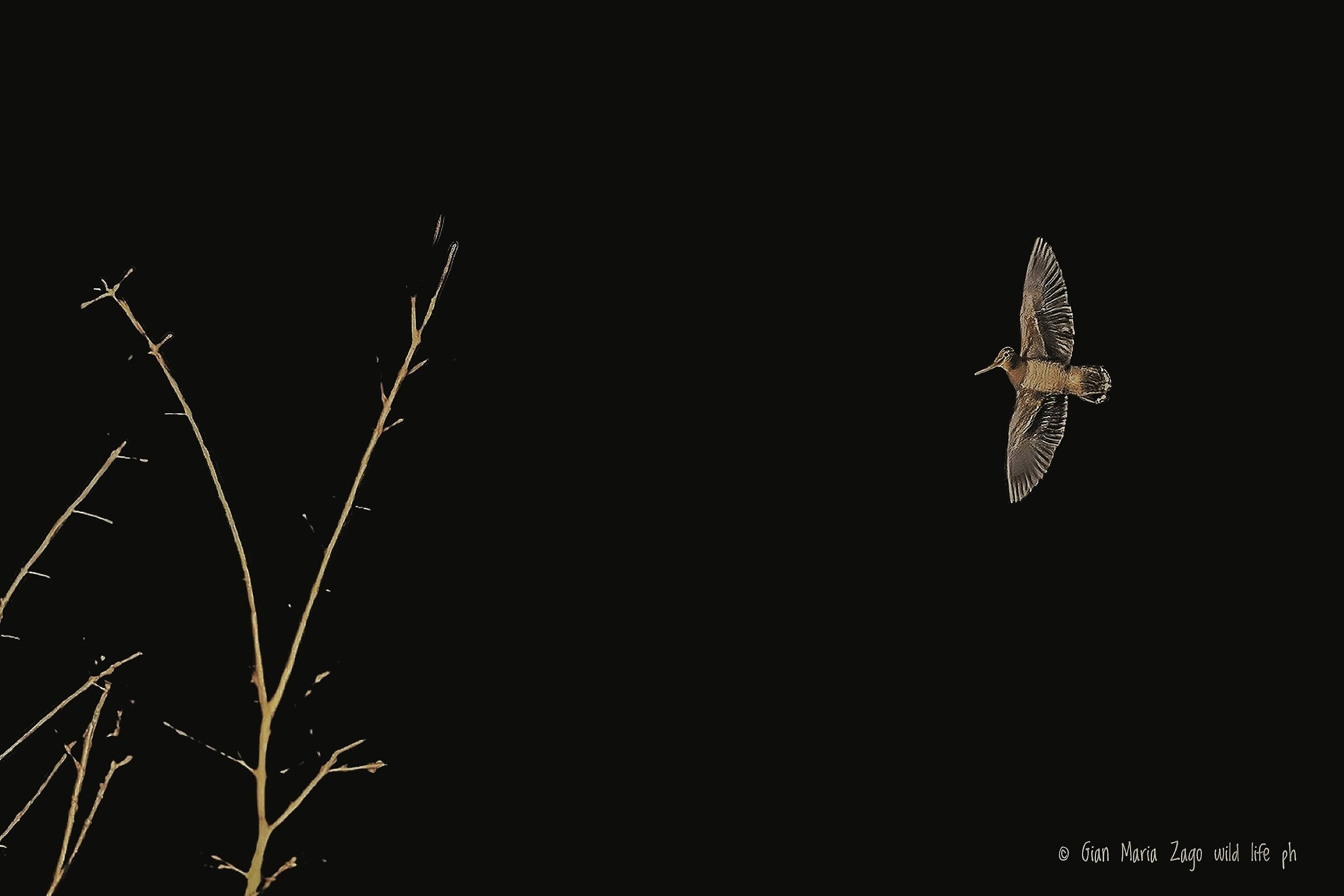 Woodcock Scolopax rusticola