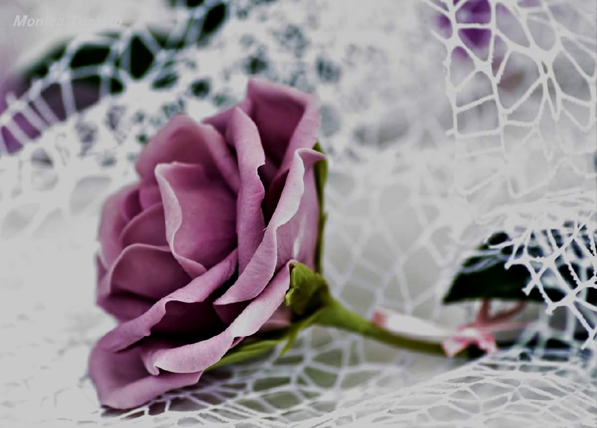 La rosa