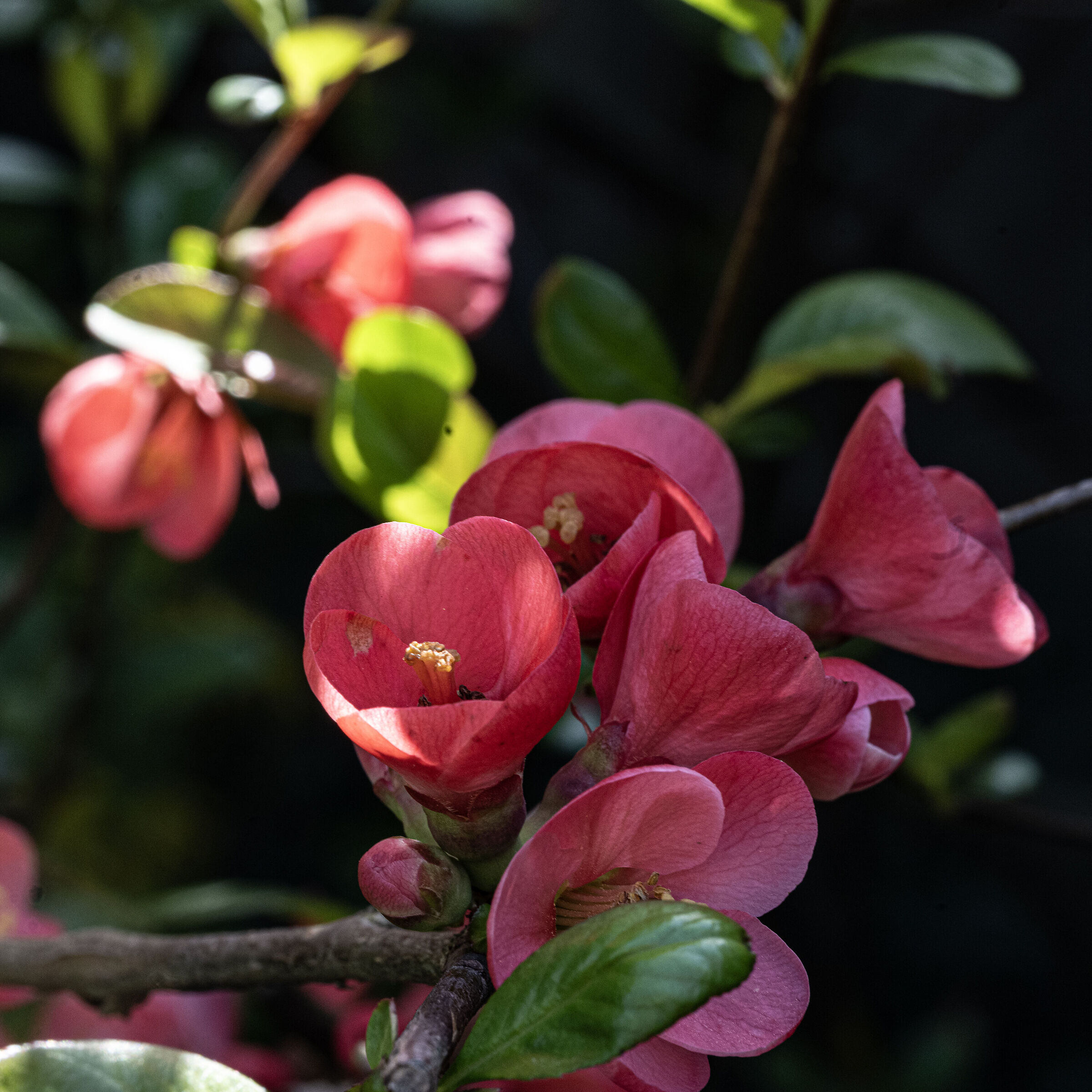 Peach blossom