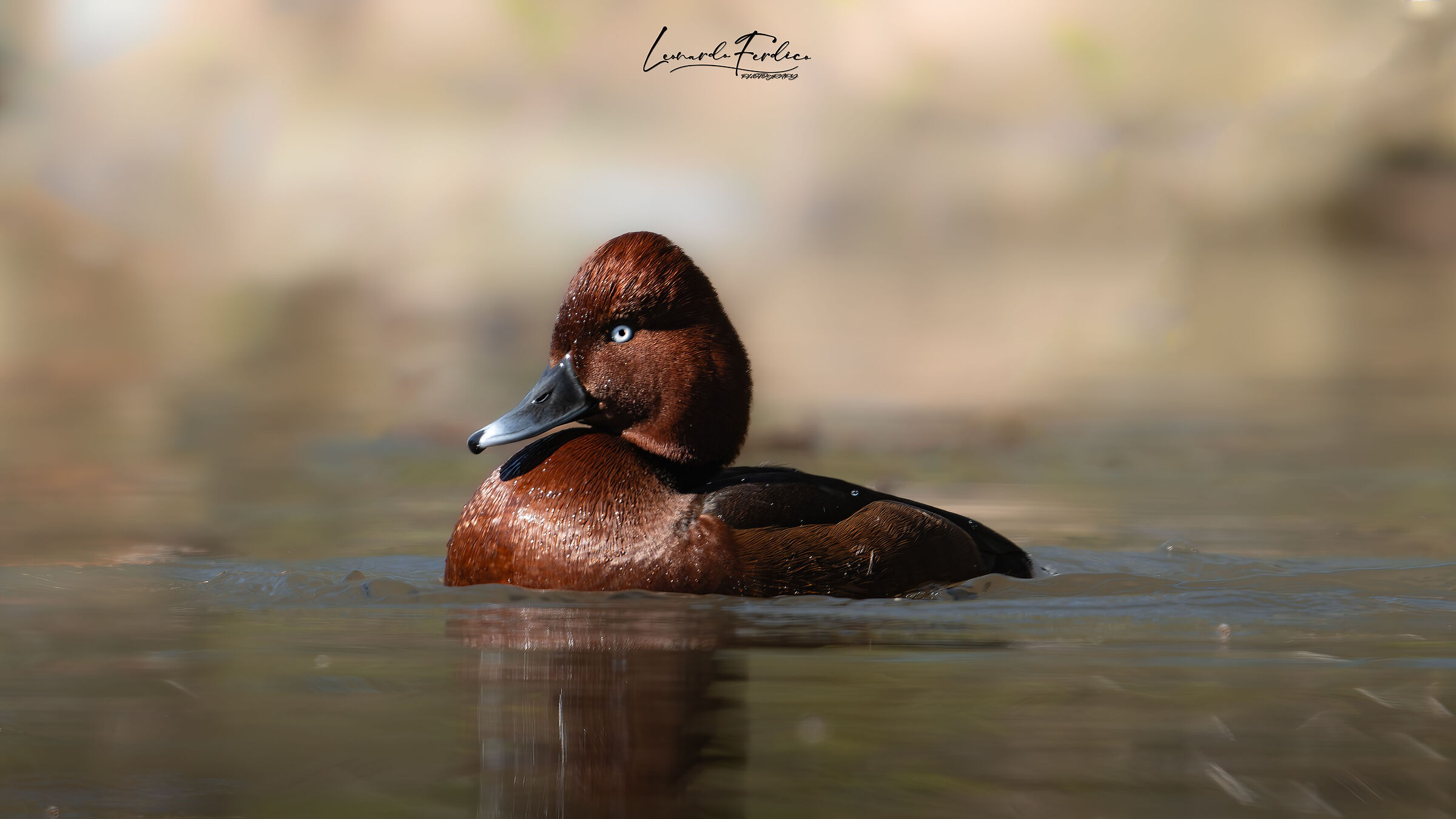Ferruginous duck