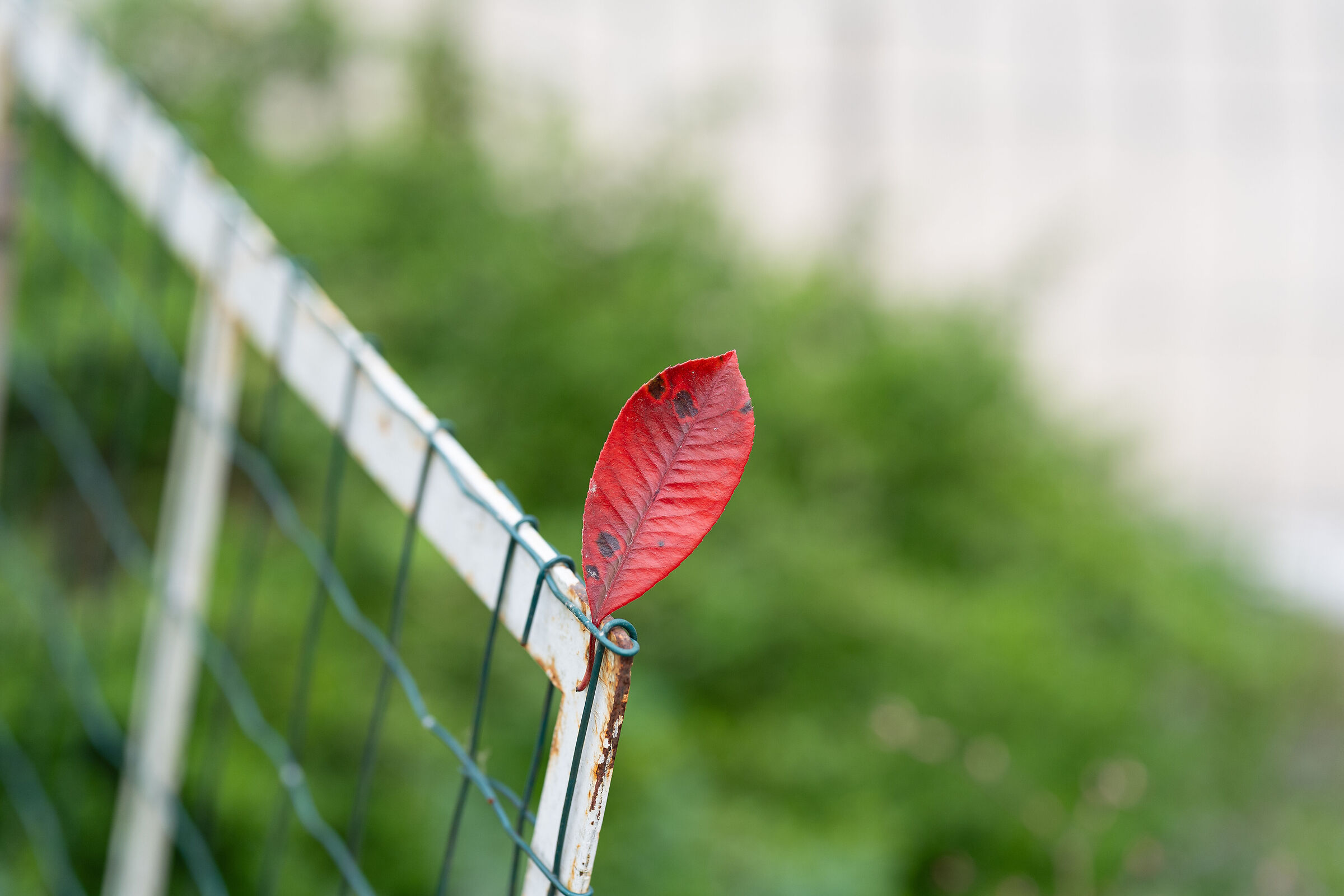 Rosso