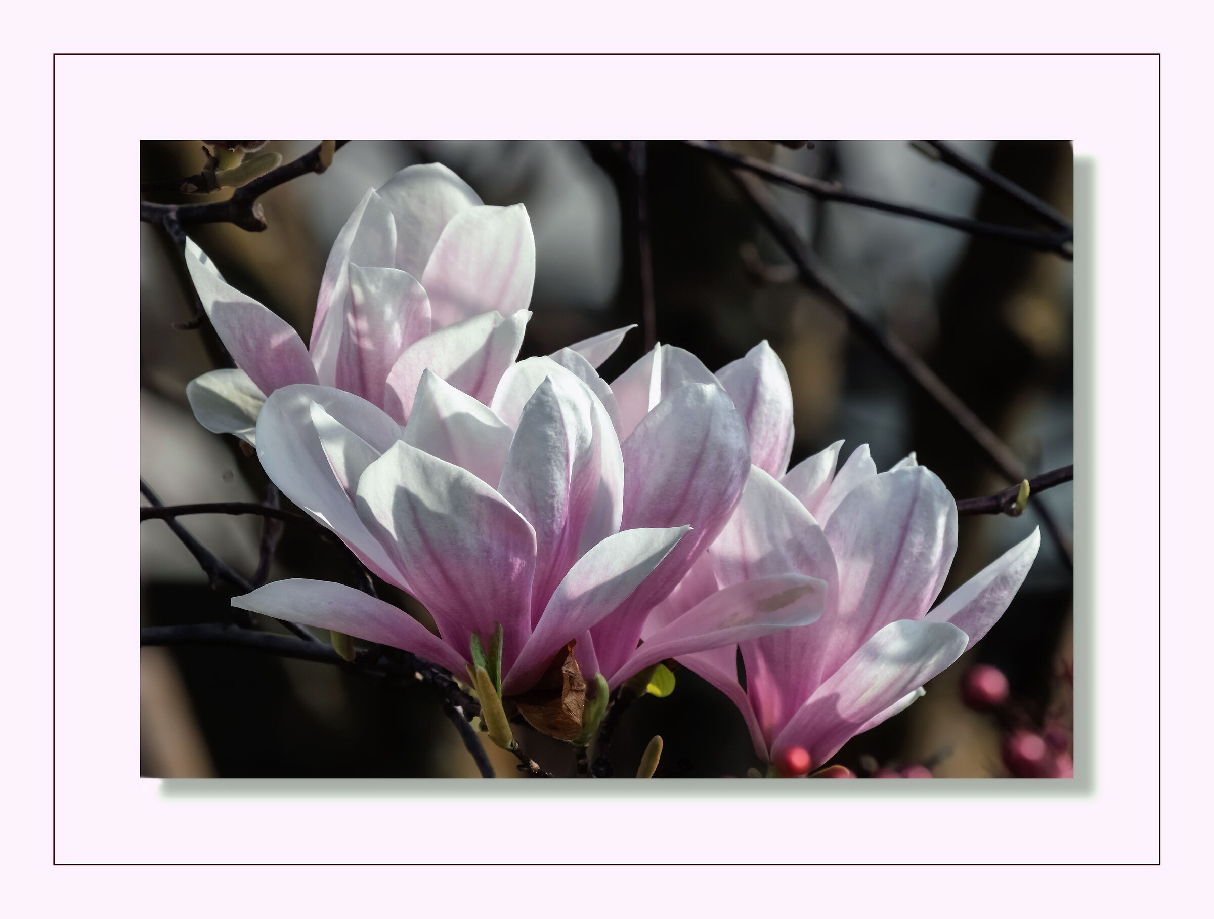 Magnolia