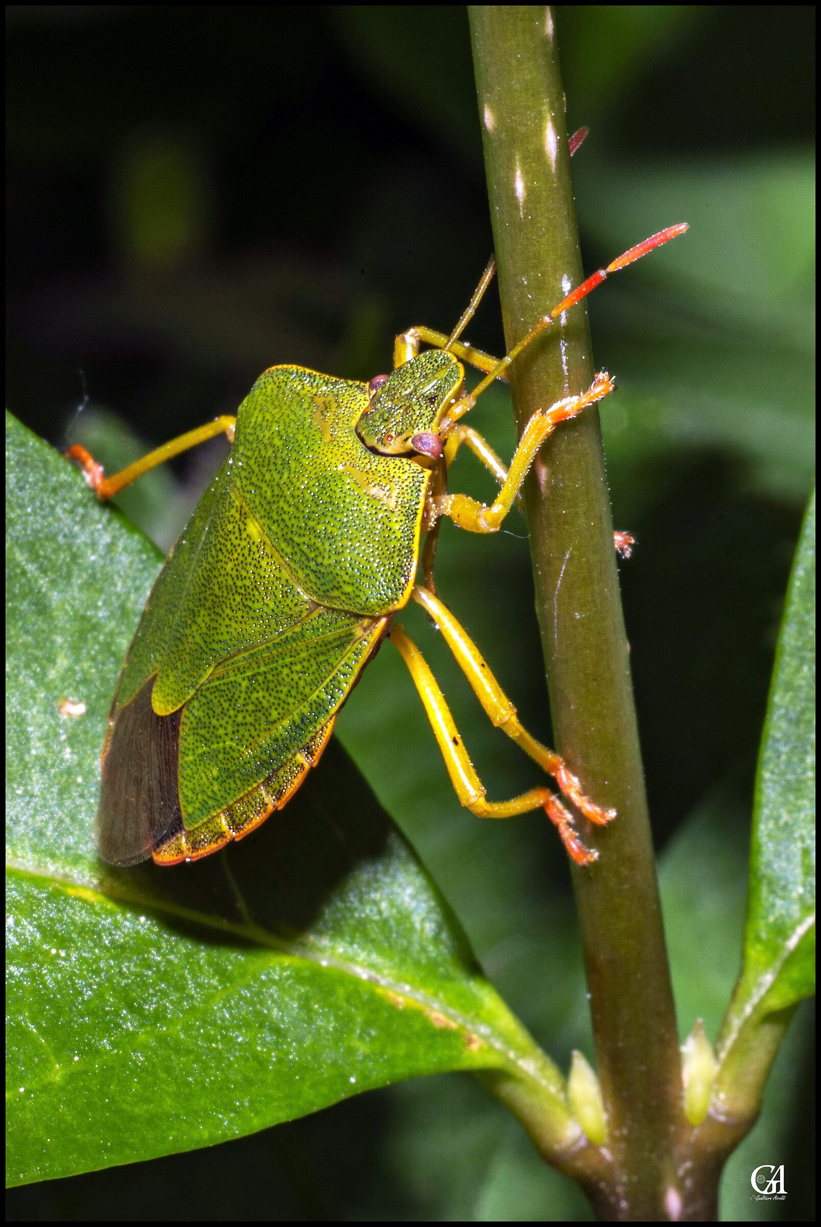 Cimice