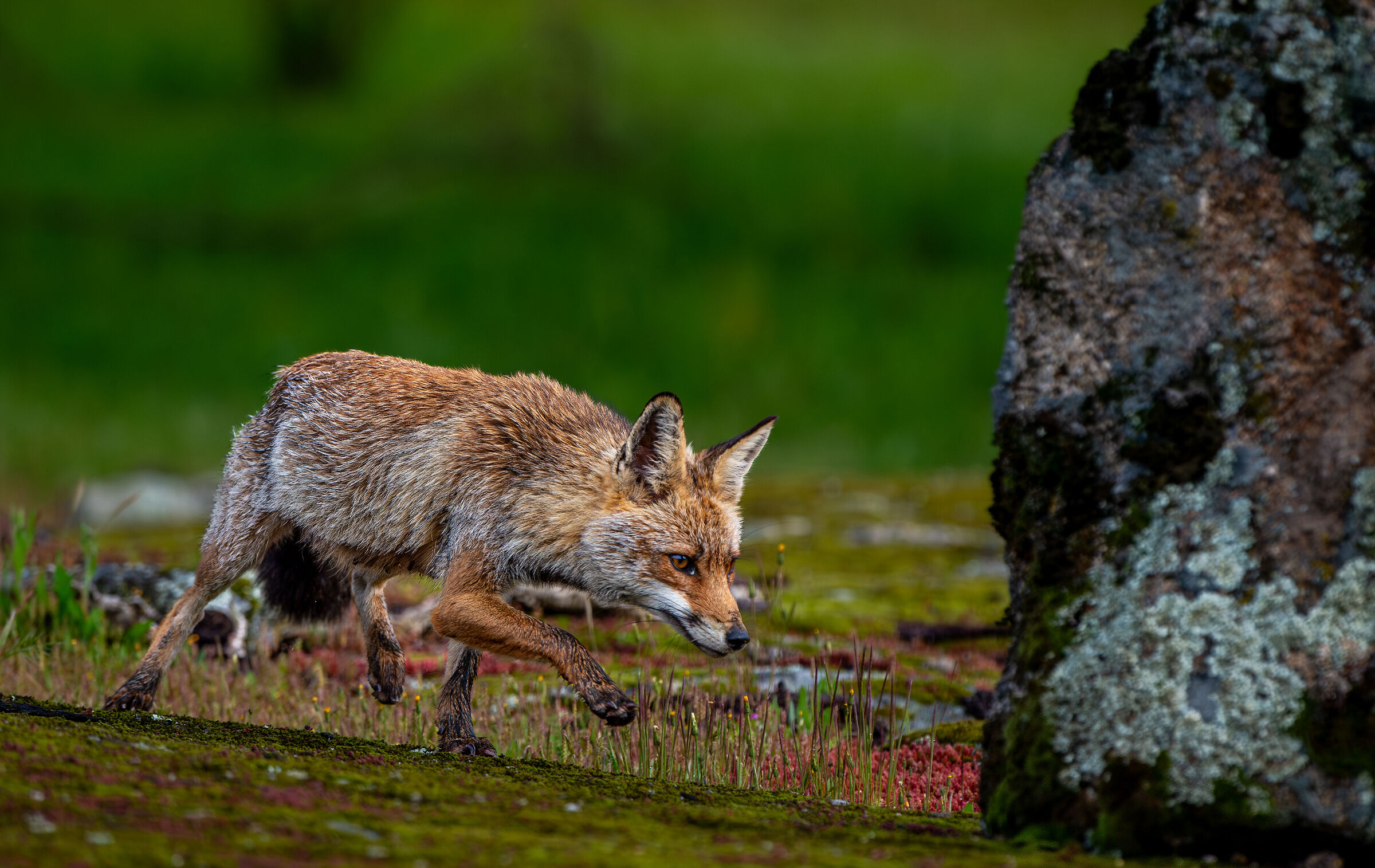 The Fox