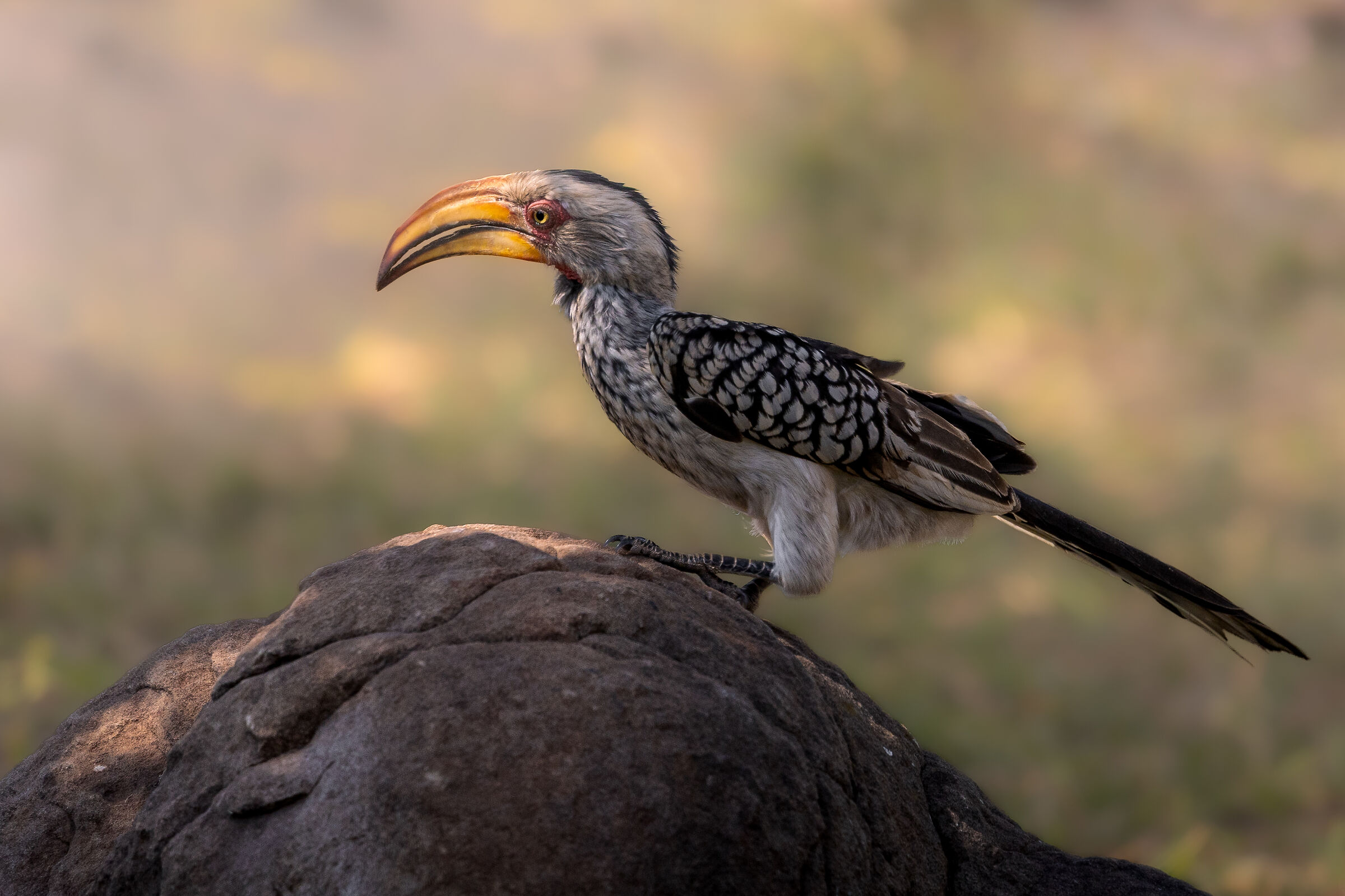 Zazu