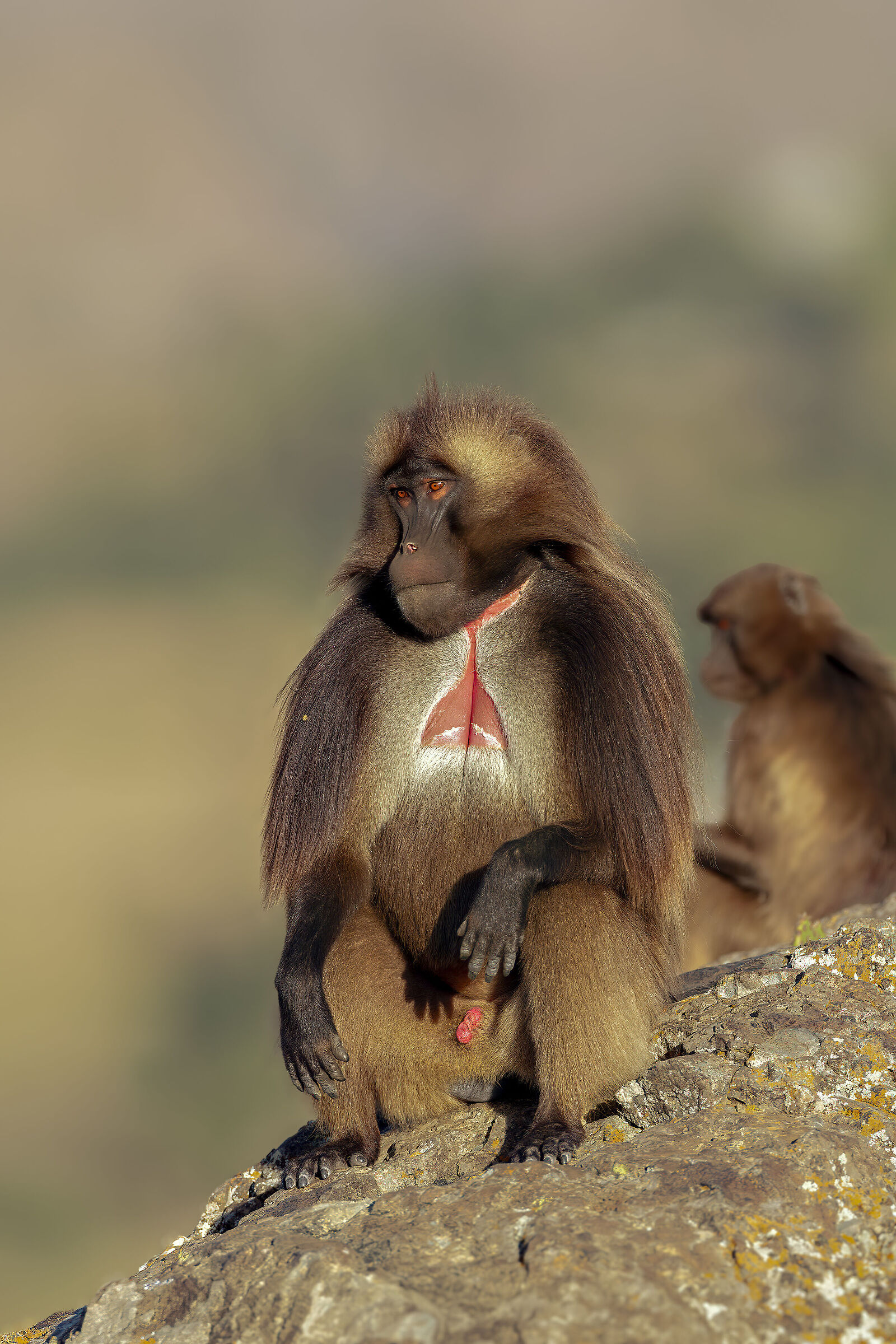 Gelada maschio