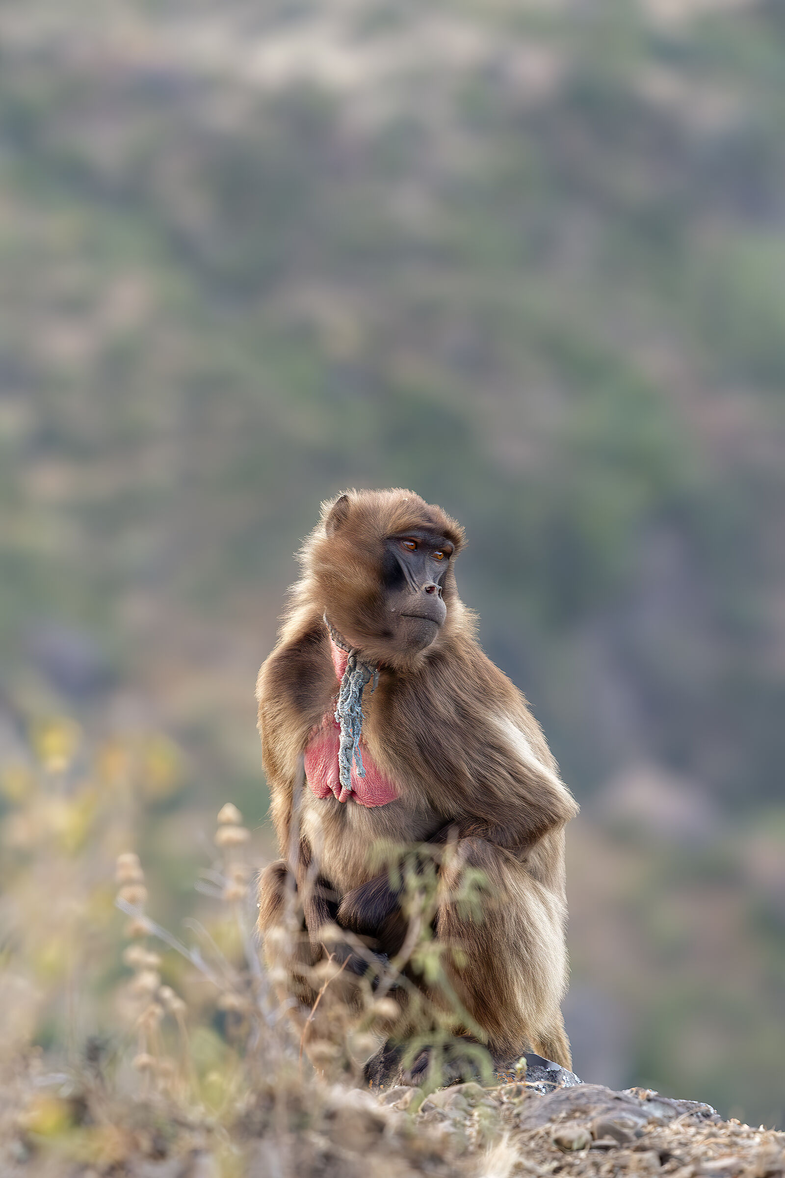 Gelada - femmina con il cappio al collo